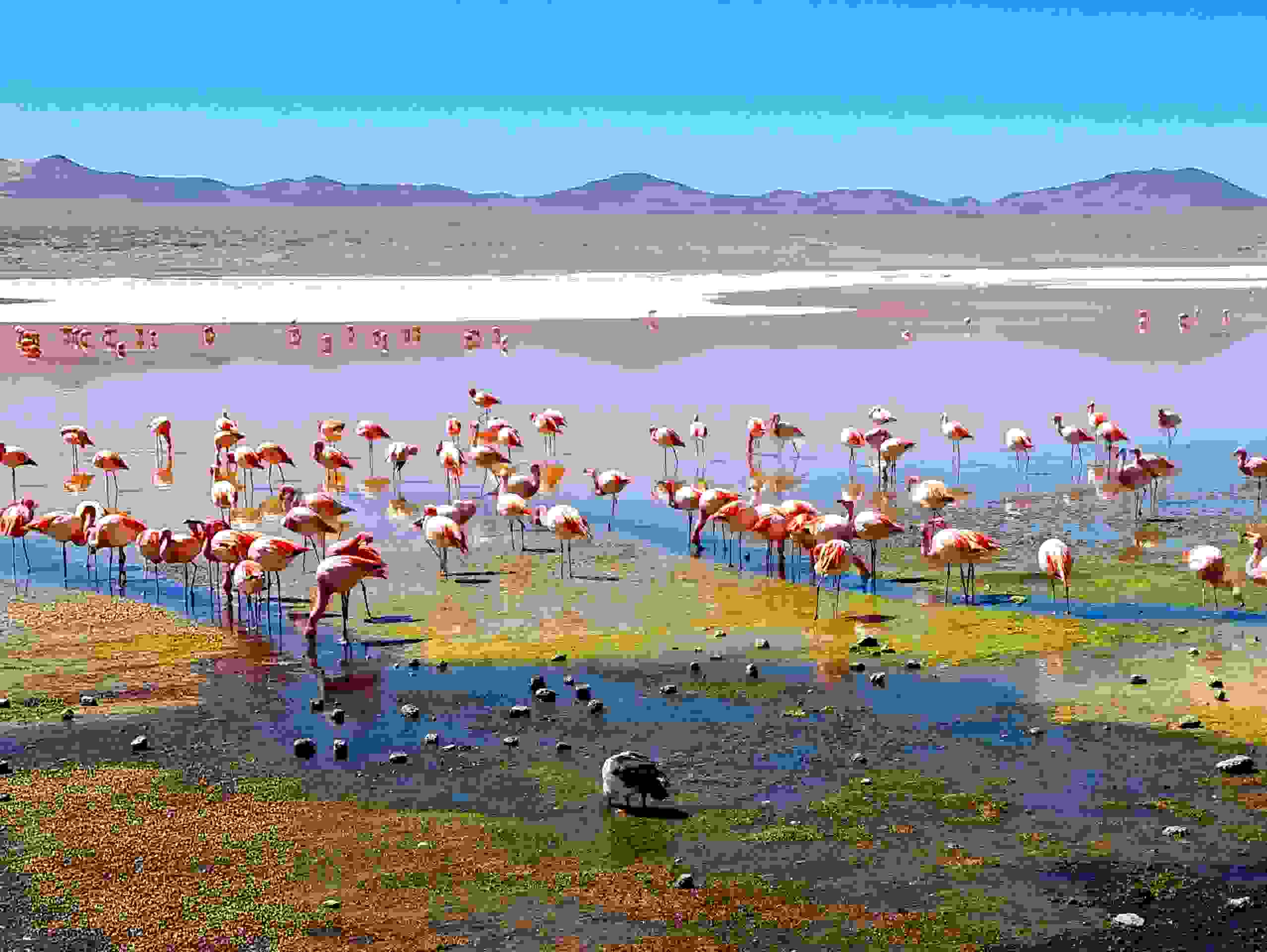 Laguna Colorada
