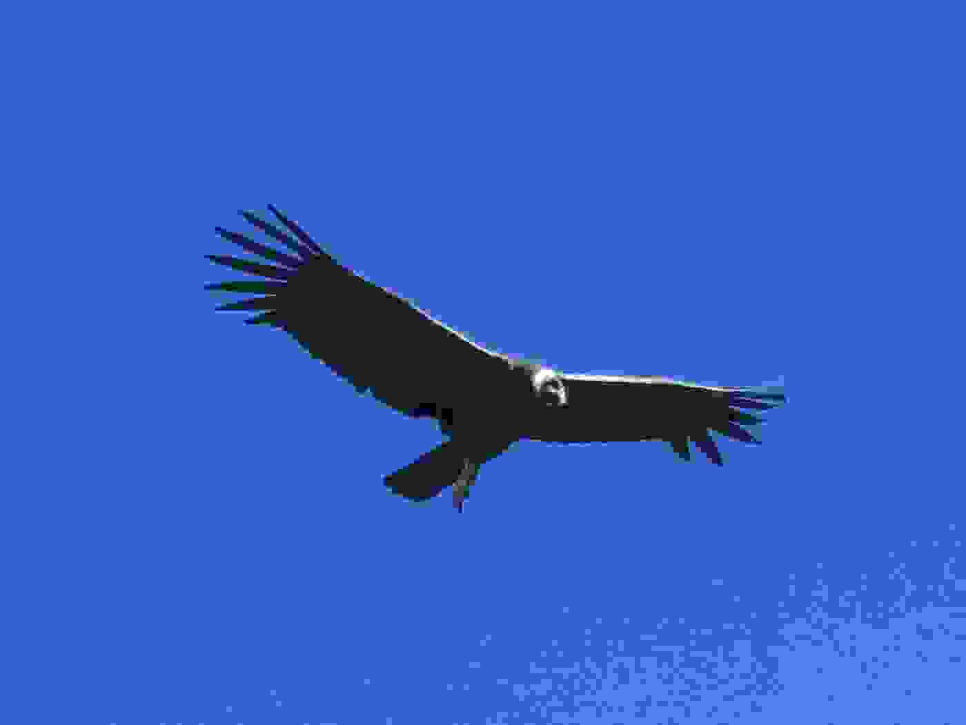 Kondor, Colca Cañon
