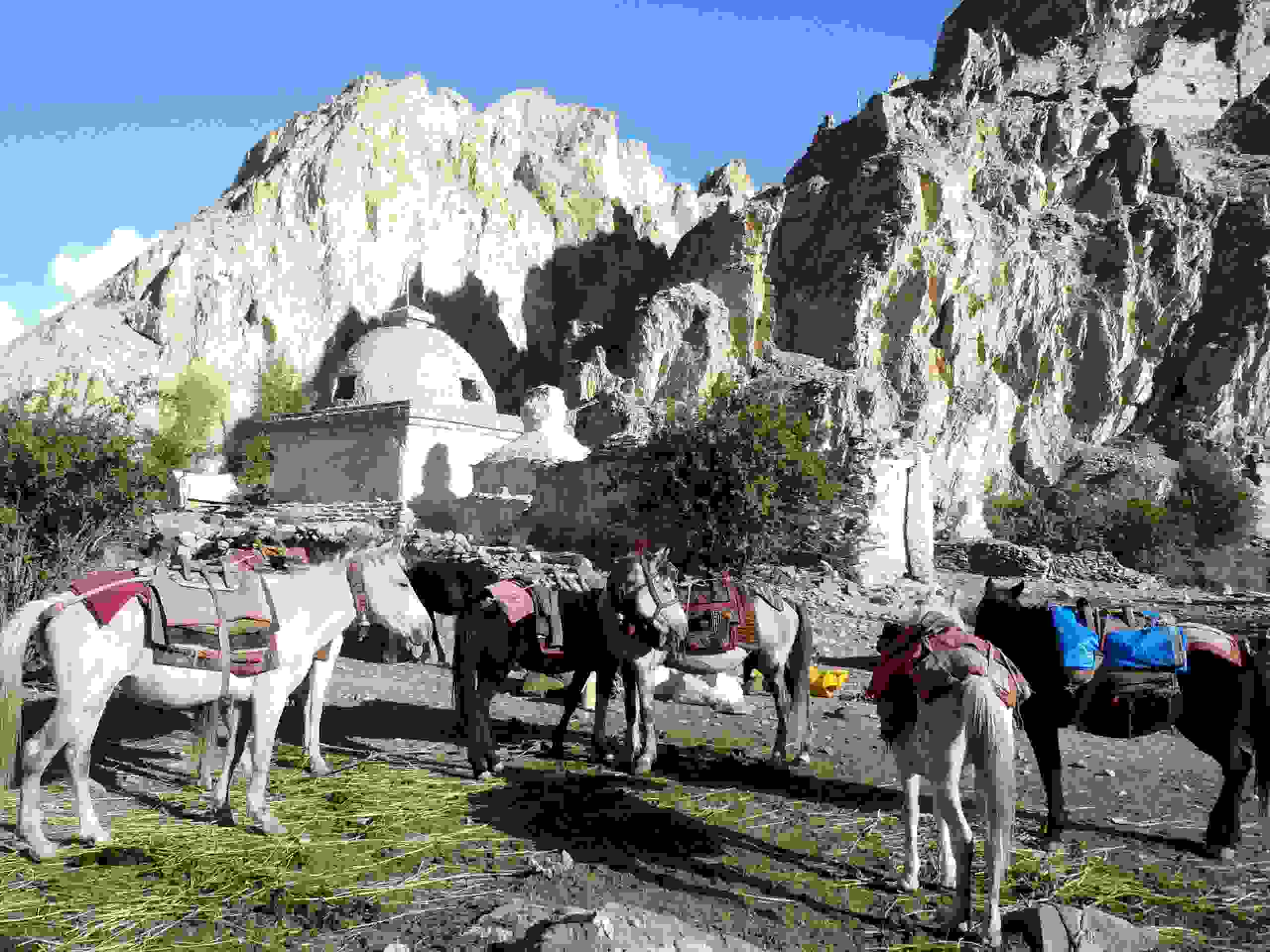 unsere Lasttiere in Skyu, Markha Valley