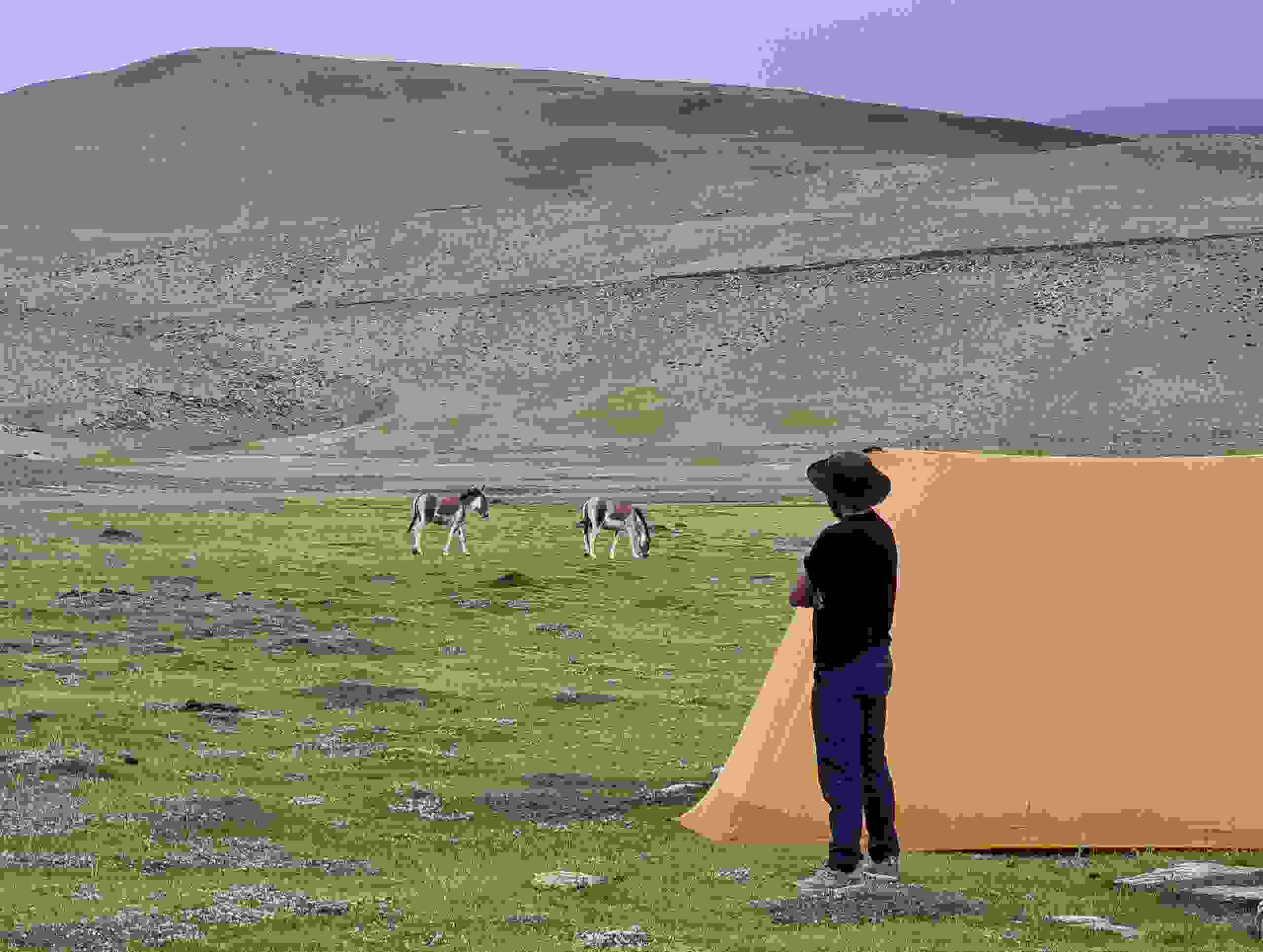 Wildesel unweit unseres Zeltcamps, Korzok