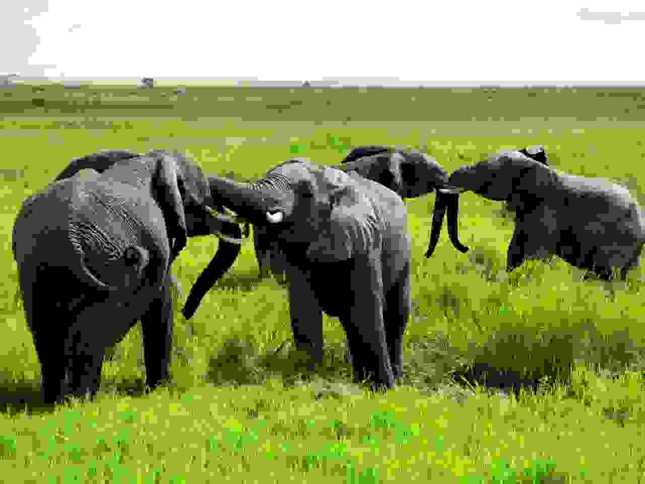 Zentrale Serengeti, Tansania