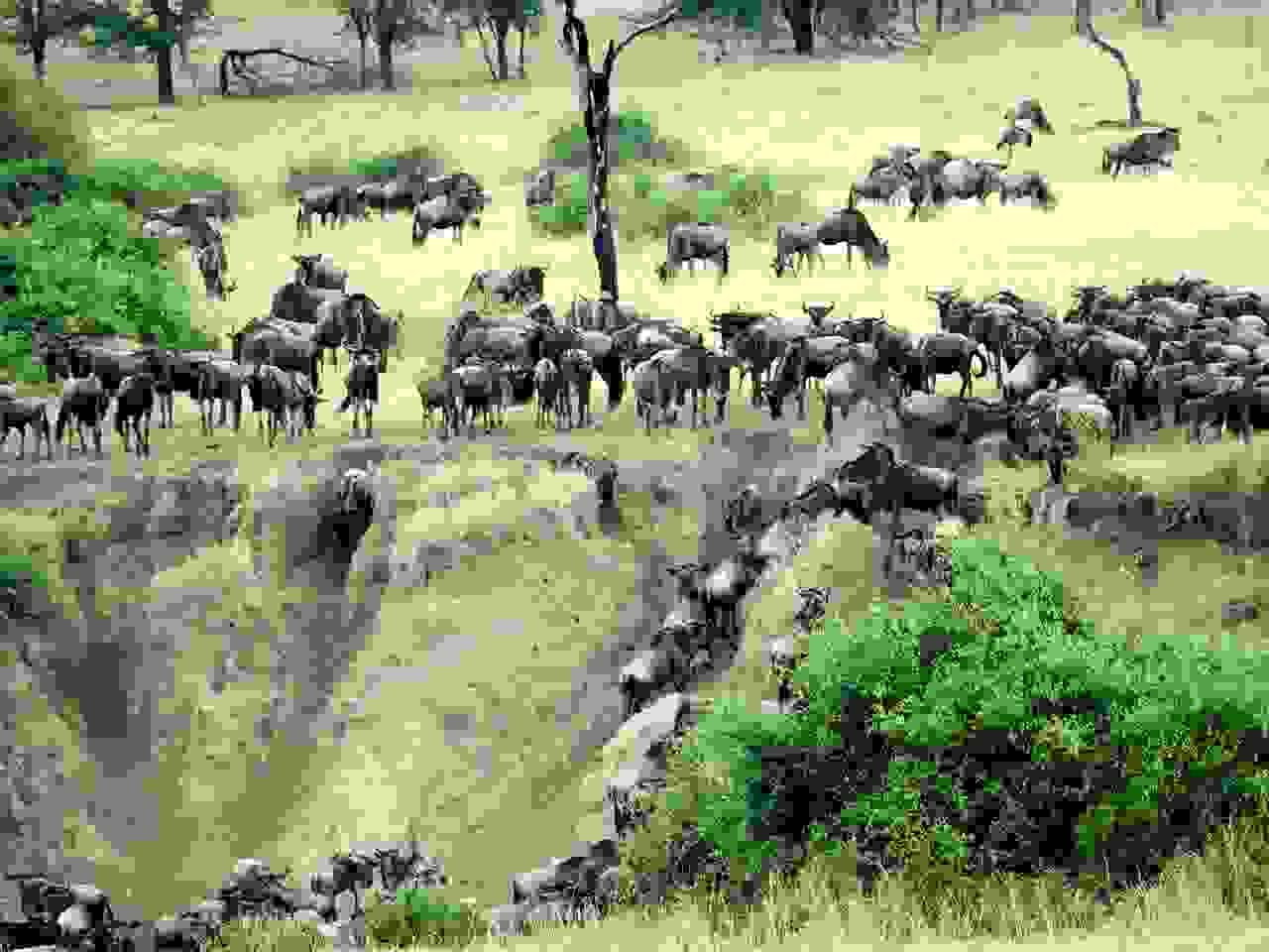 Grosse Tierwanderung am Mara River 
