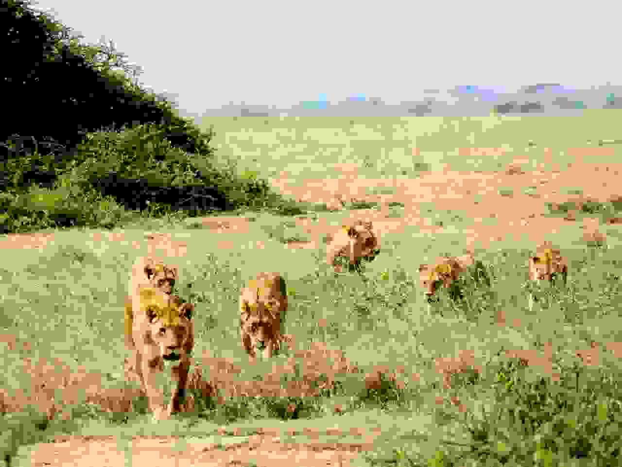 Hungriges Löwenrudel in der Serengeti