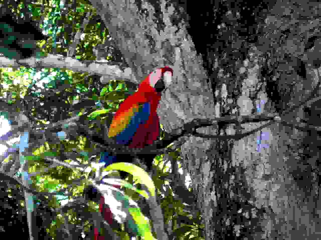 Ara, Dominical