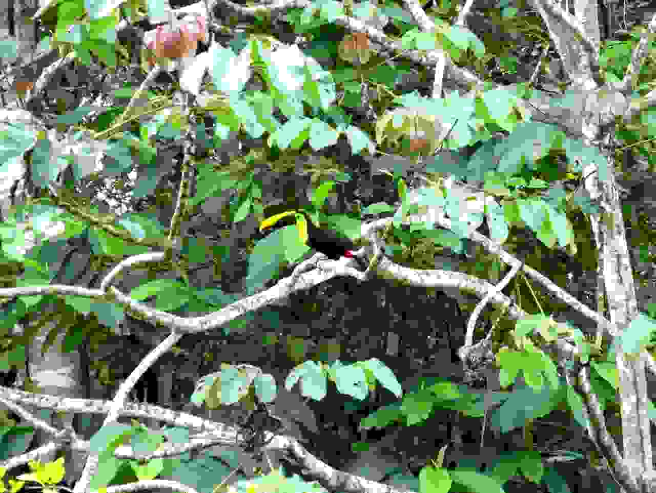 Tukan im Corcovado Nationalpark, Costa Rica