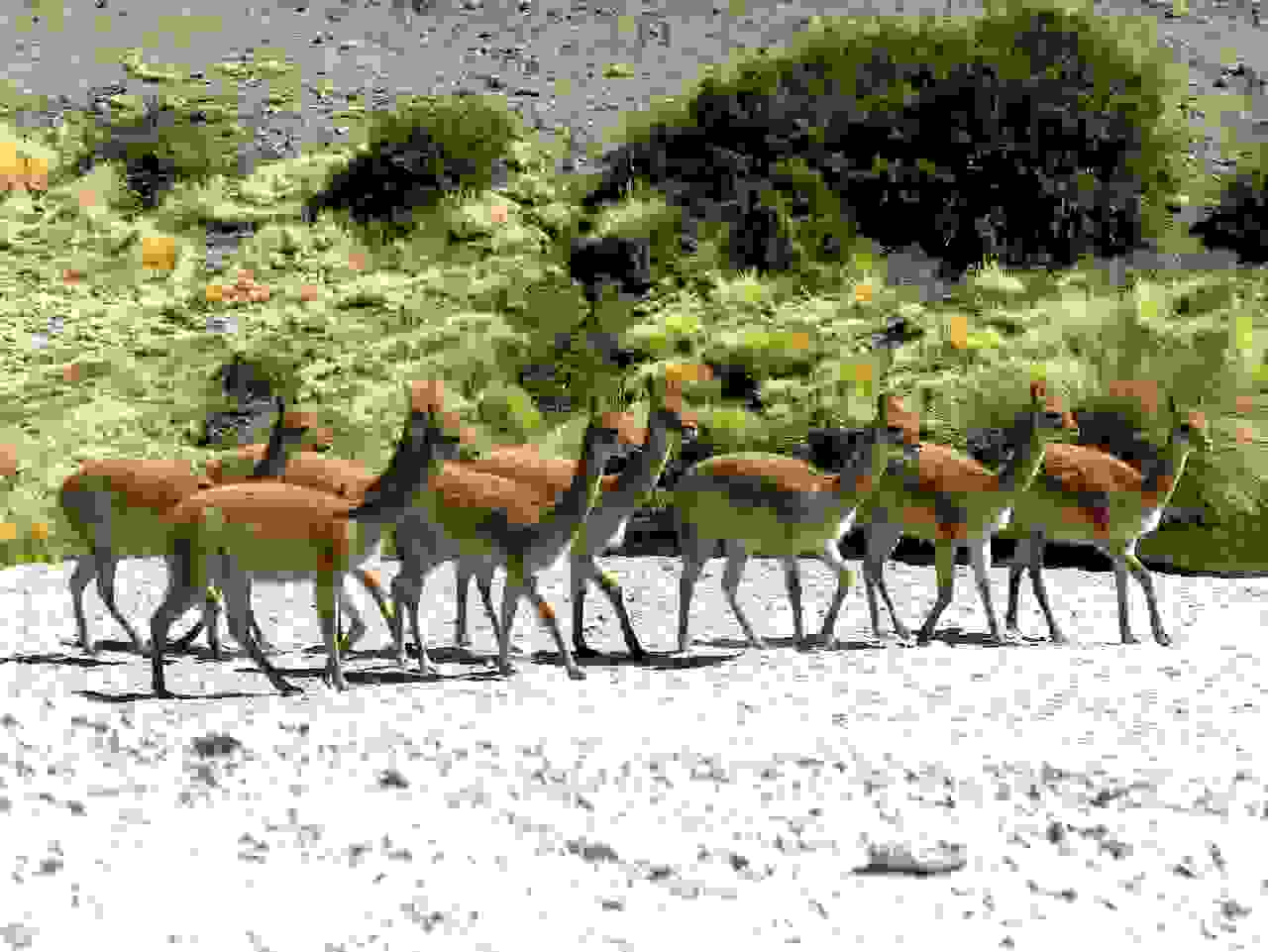 Vicuñas, Altiplano  