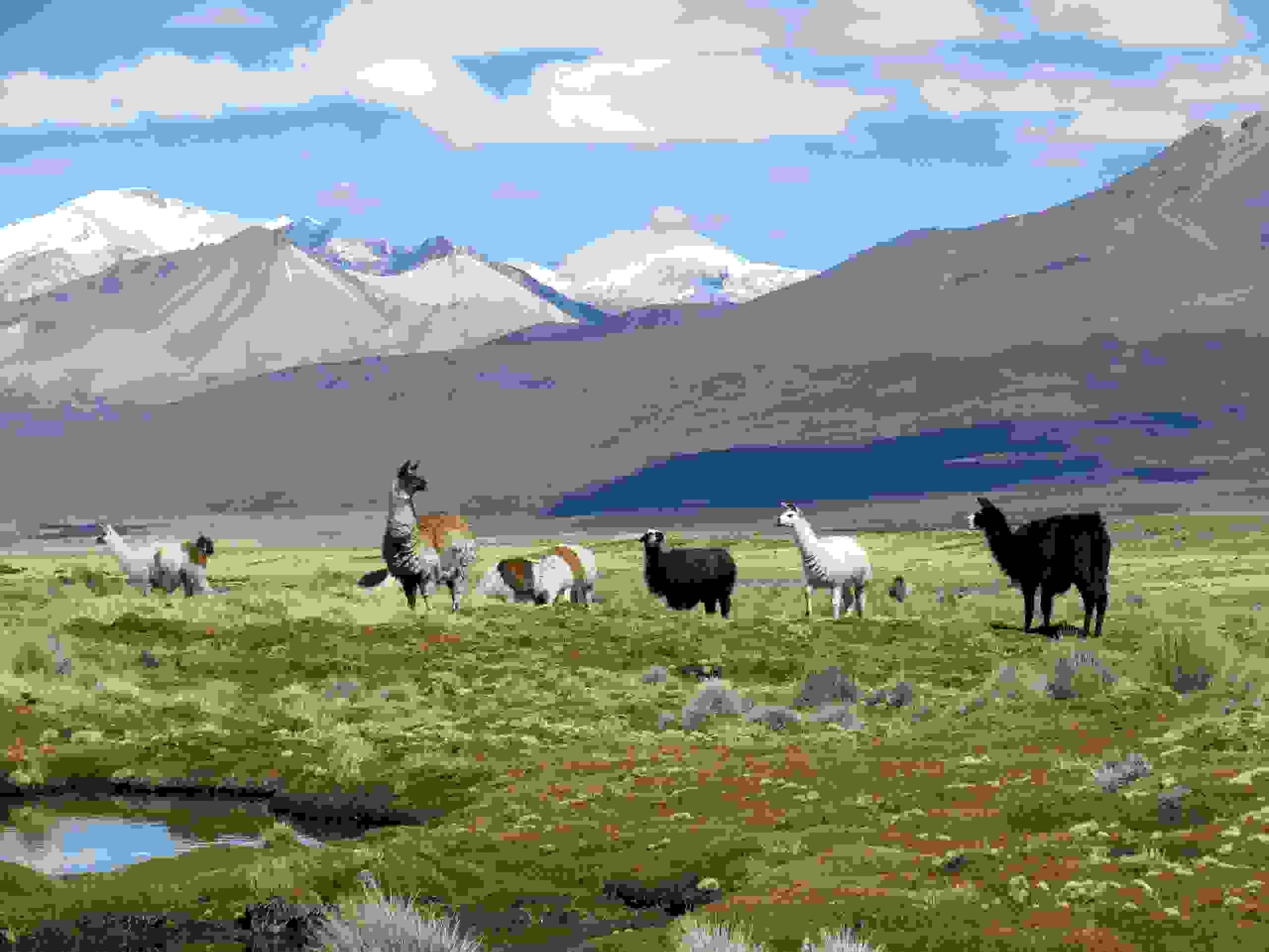 3-IMG_3632_Bolivien_Altiplano mit Lamas