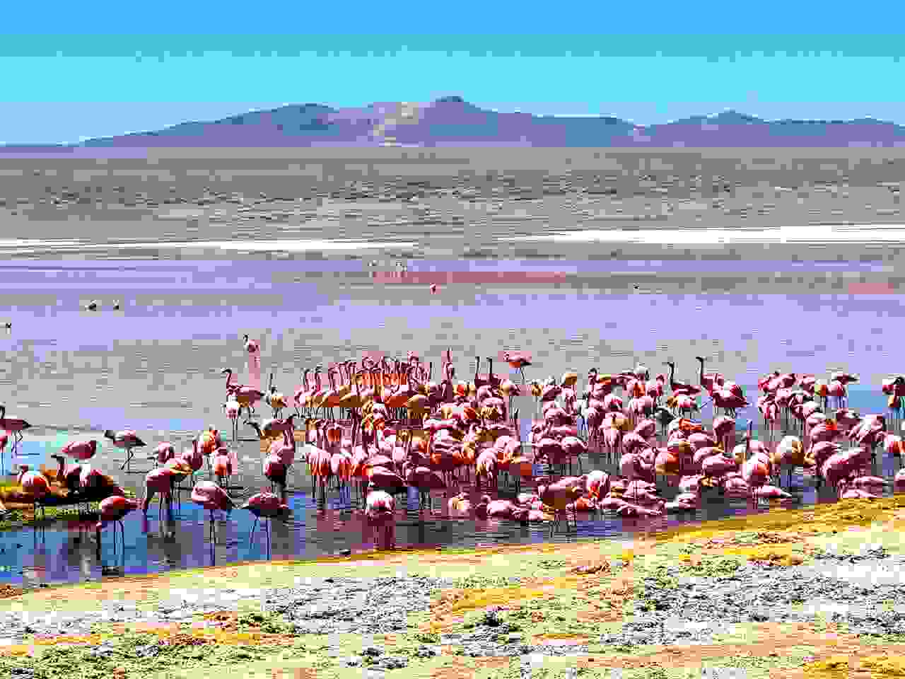Laguna Colorada