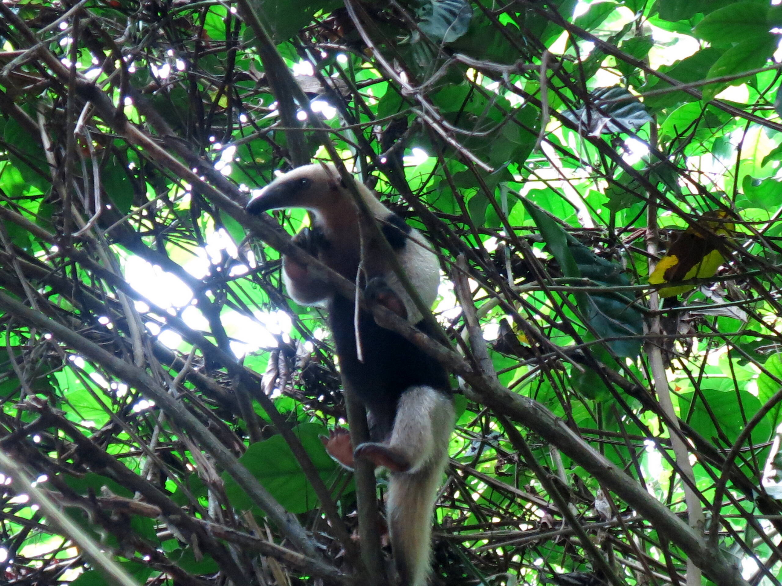 Ameisenbär, Corcovado Nationalpark