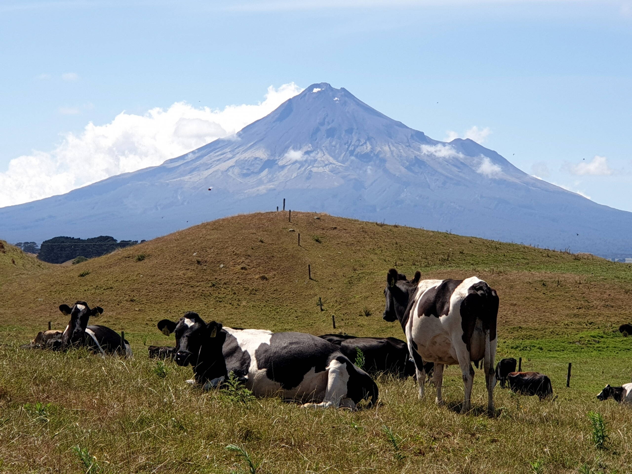 Viewirtschaft, südlich des Mt. Taranaki Vulkans