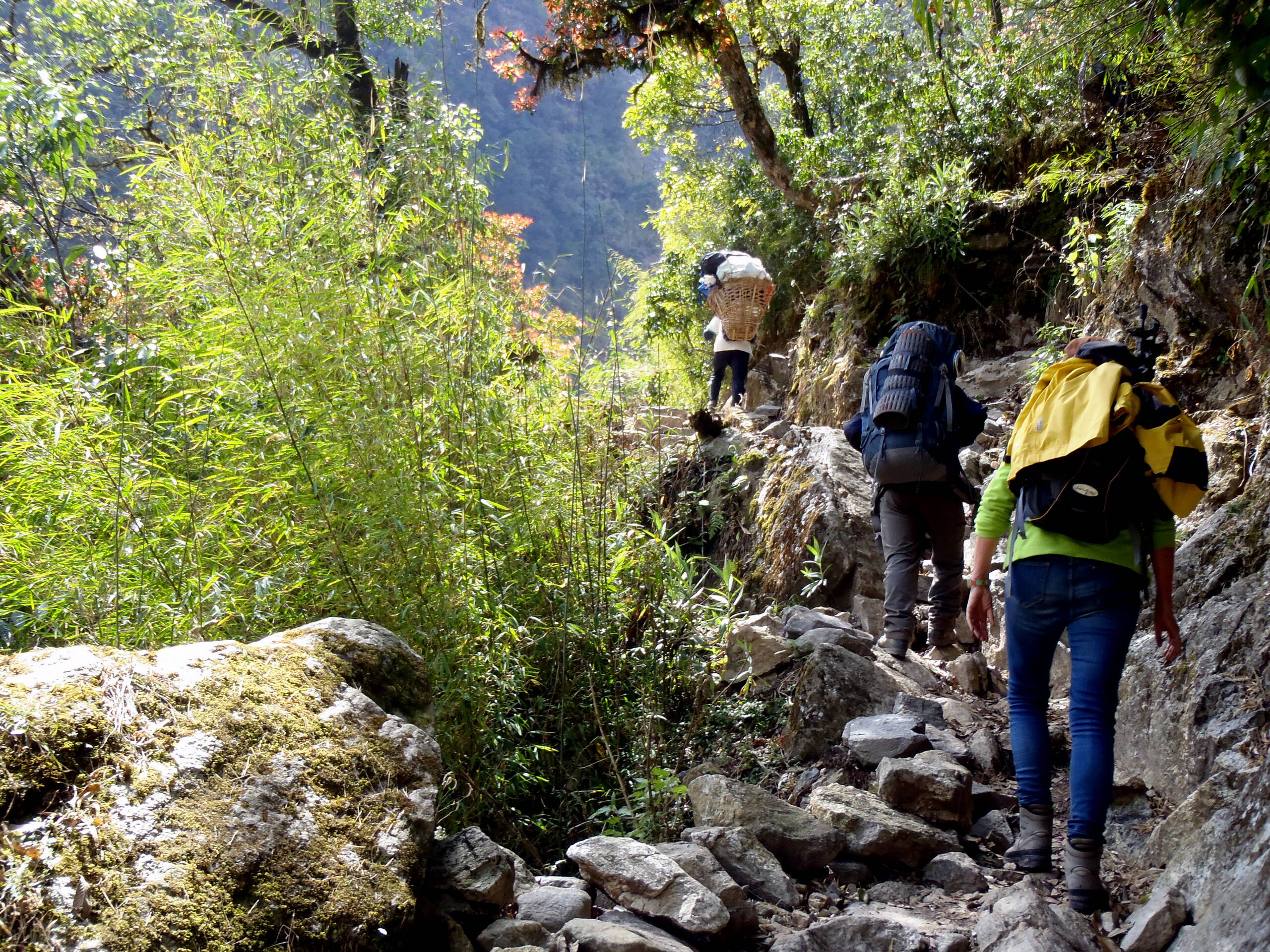 Bambus am Trekkingweg nach Koto (2600 m), Annapurna Trek
