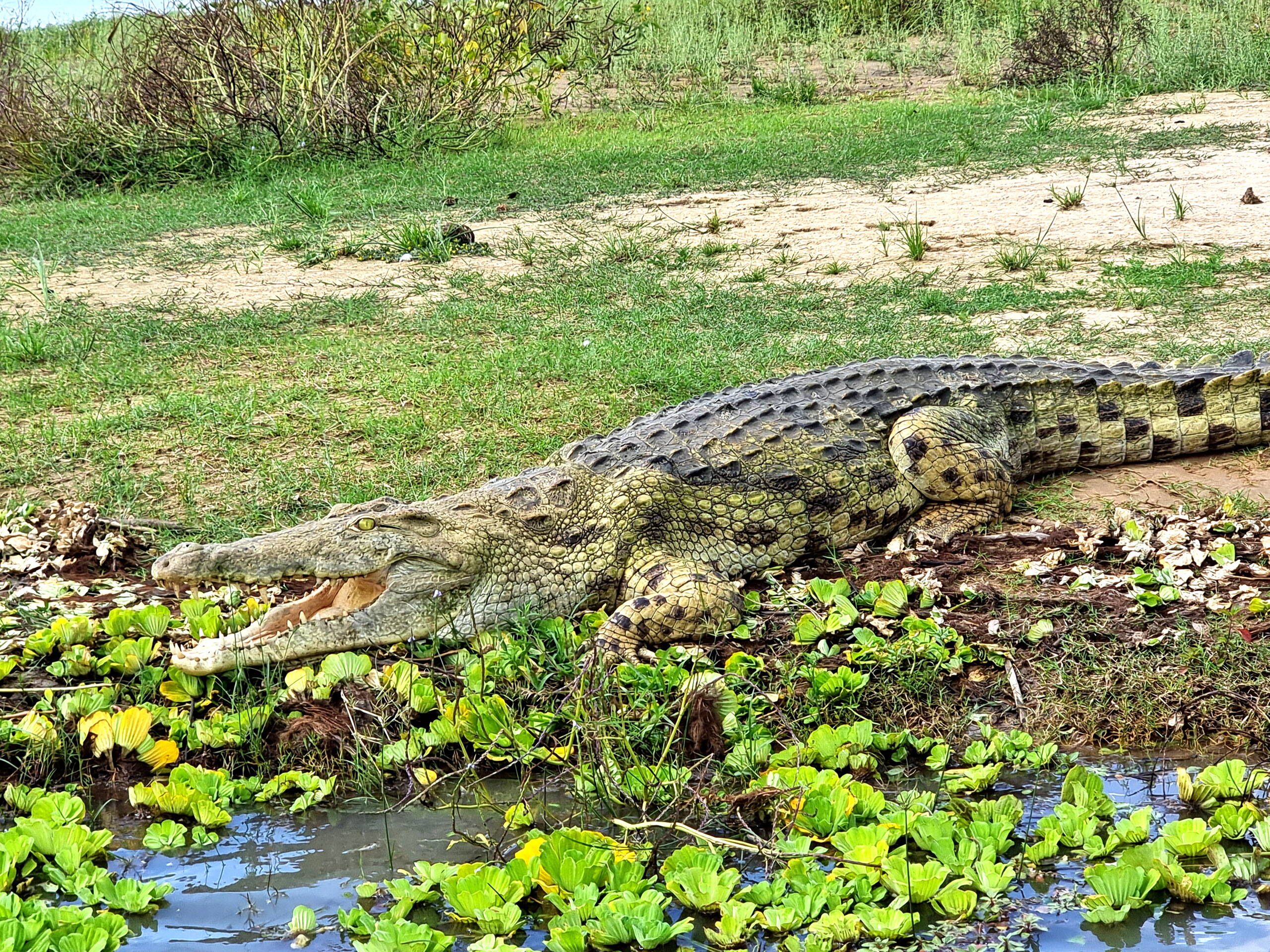 Boot Safari - Nilkrokodil am Rufiji River