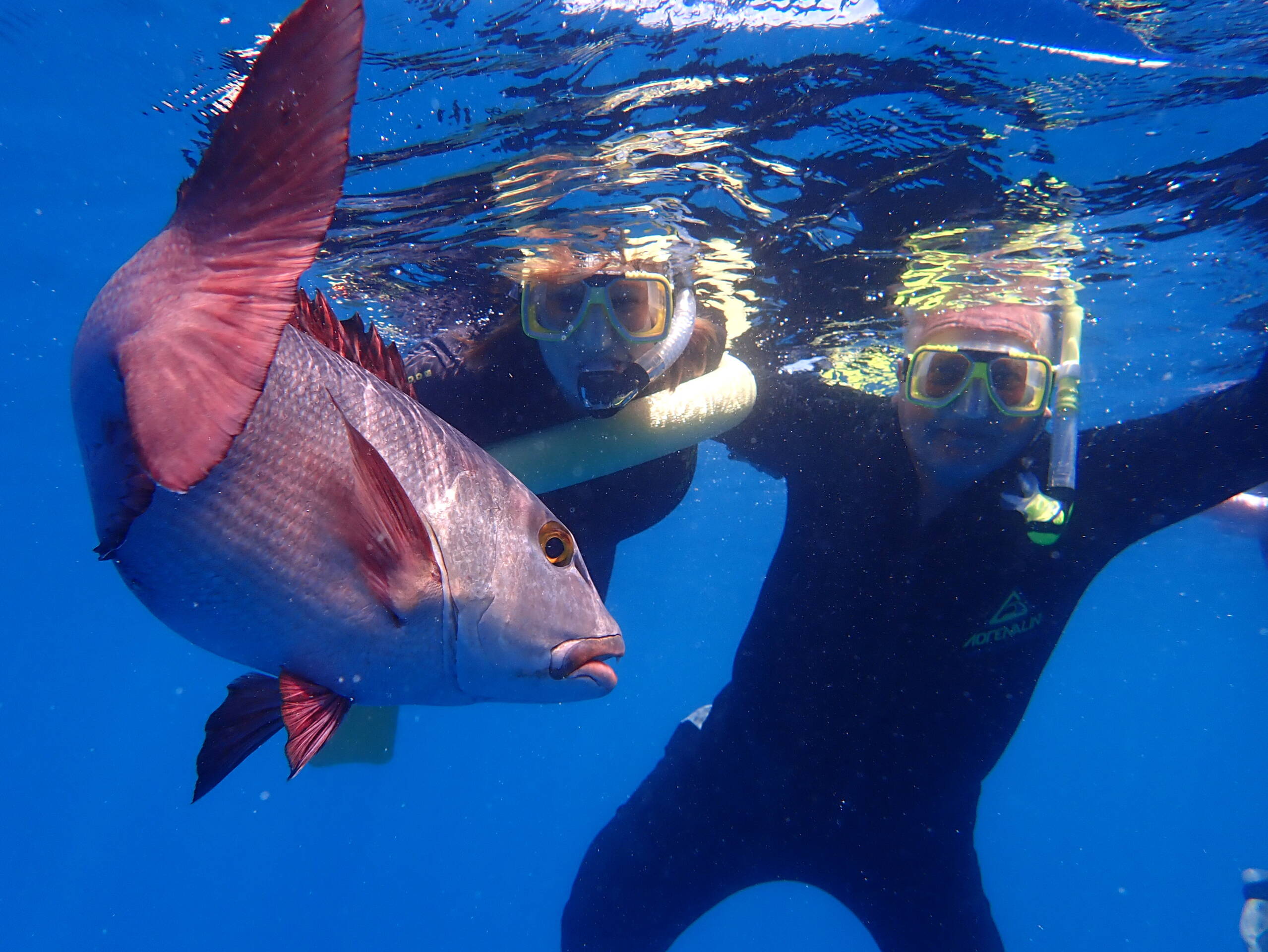 Schnorcheltrip zum Opal Reef, Great Barrier Reef