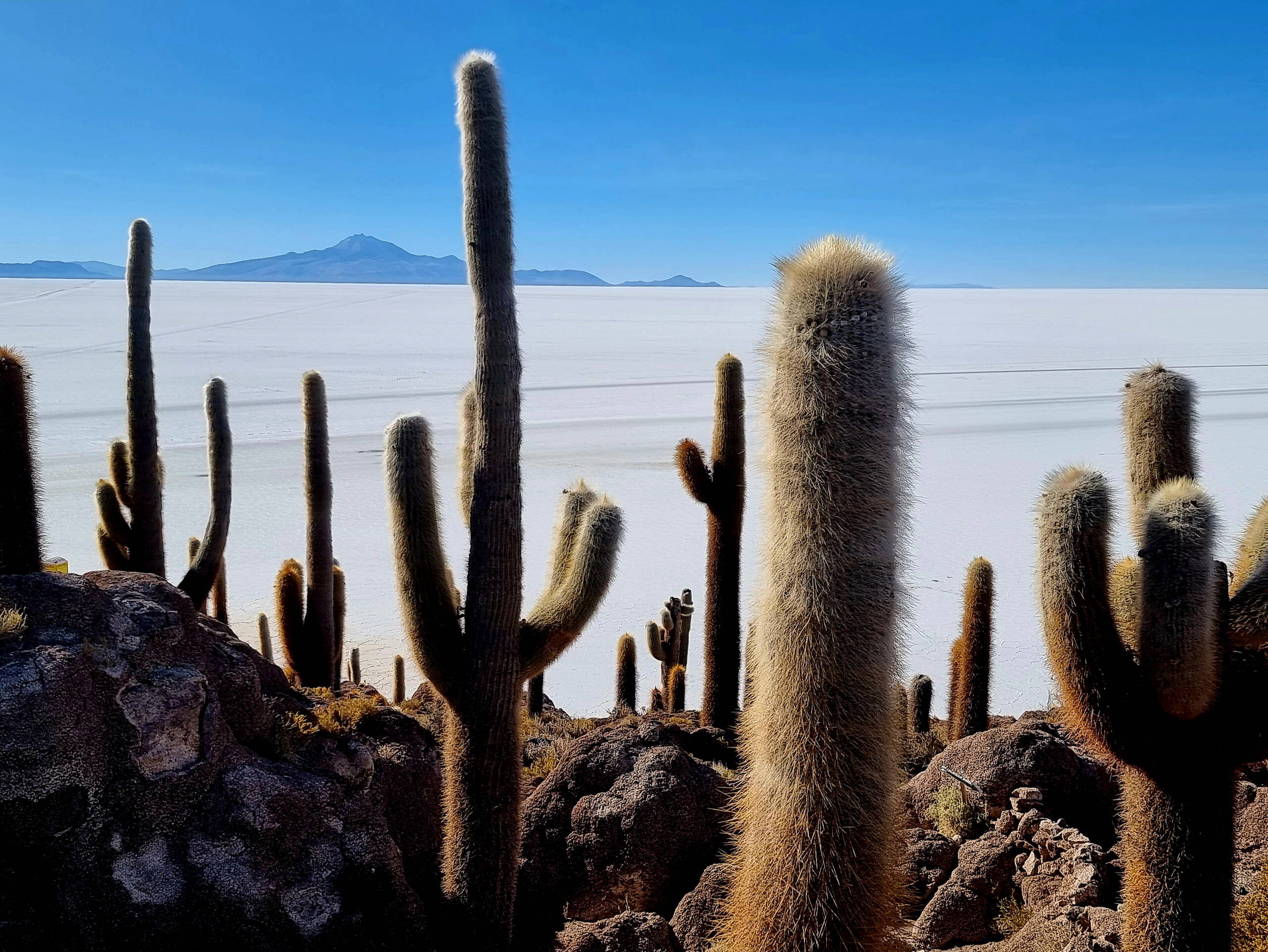 Blick von der Insel Incahuasi über den Salar de Uyuni