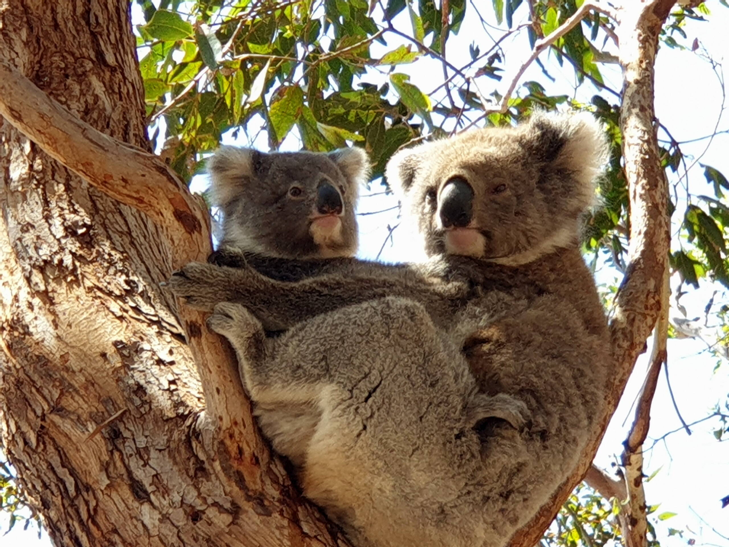 Koalamutter mit Jungem, Kangaroo Island-South Australia