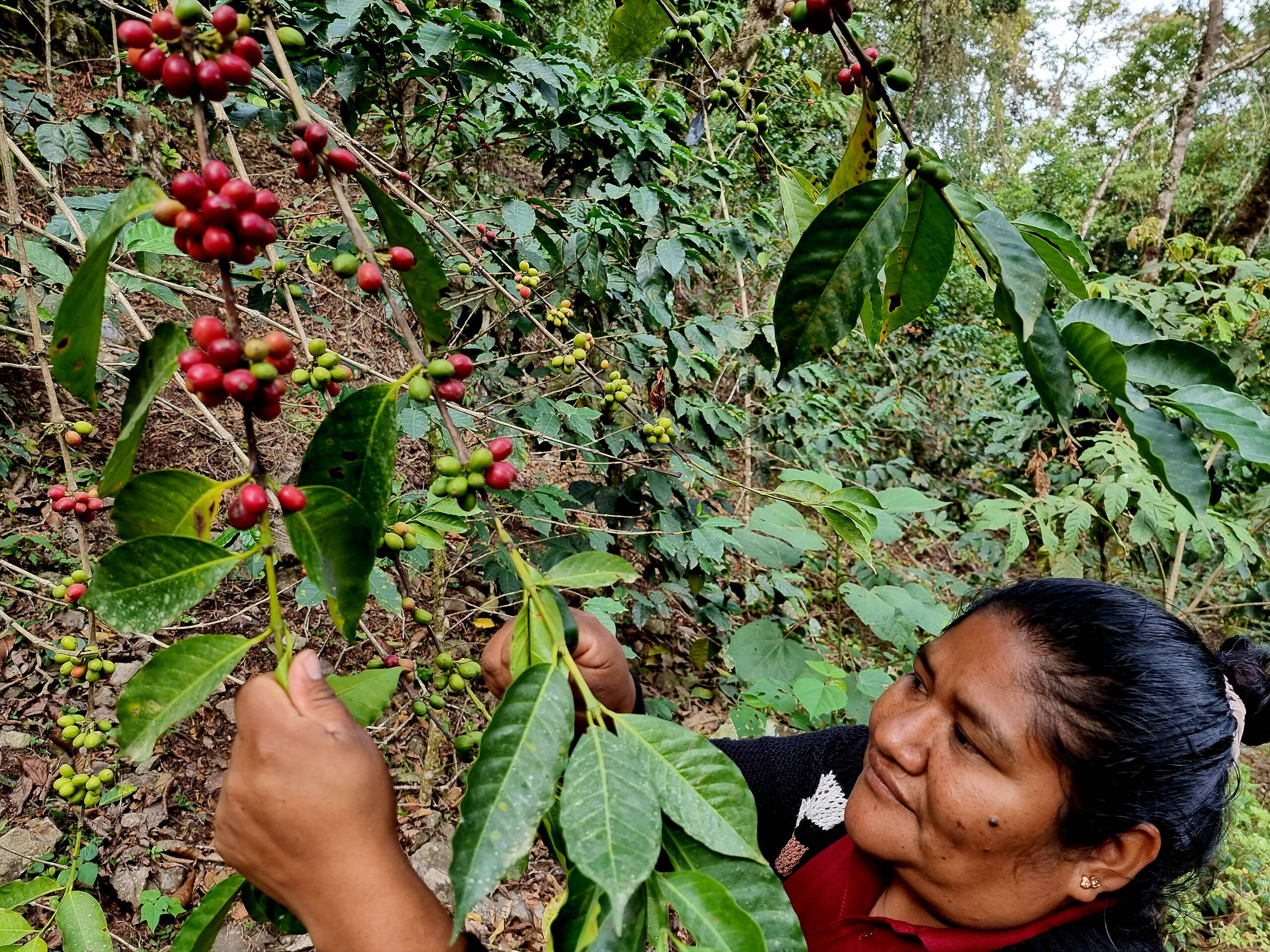 Bio Kaffee-Plantage in den Yungas