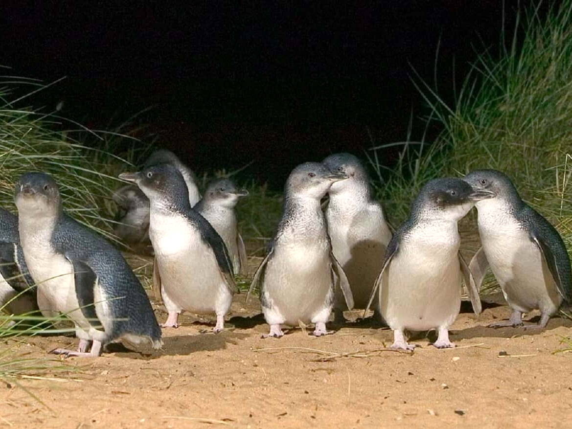 Pinguin Parade auf Phillip Island, Victoria