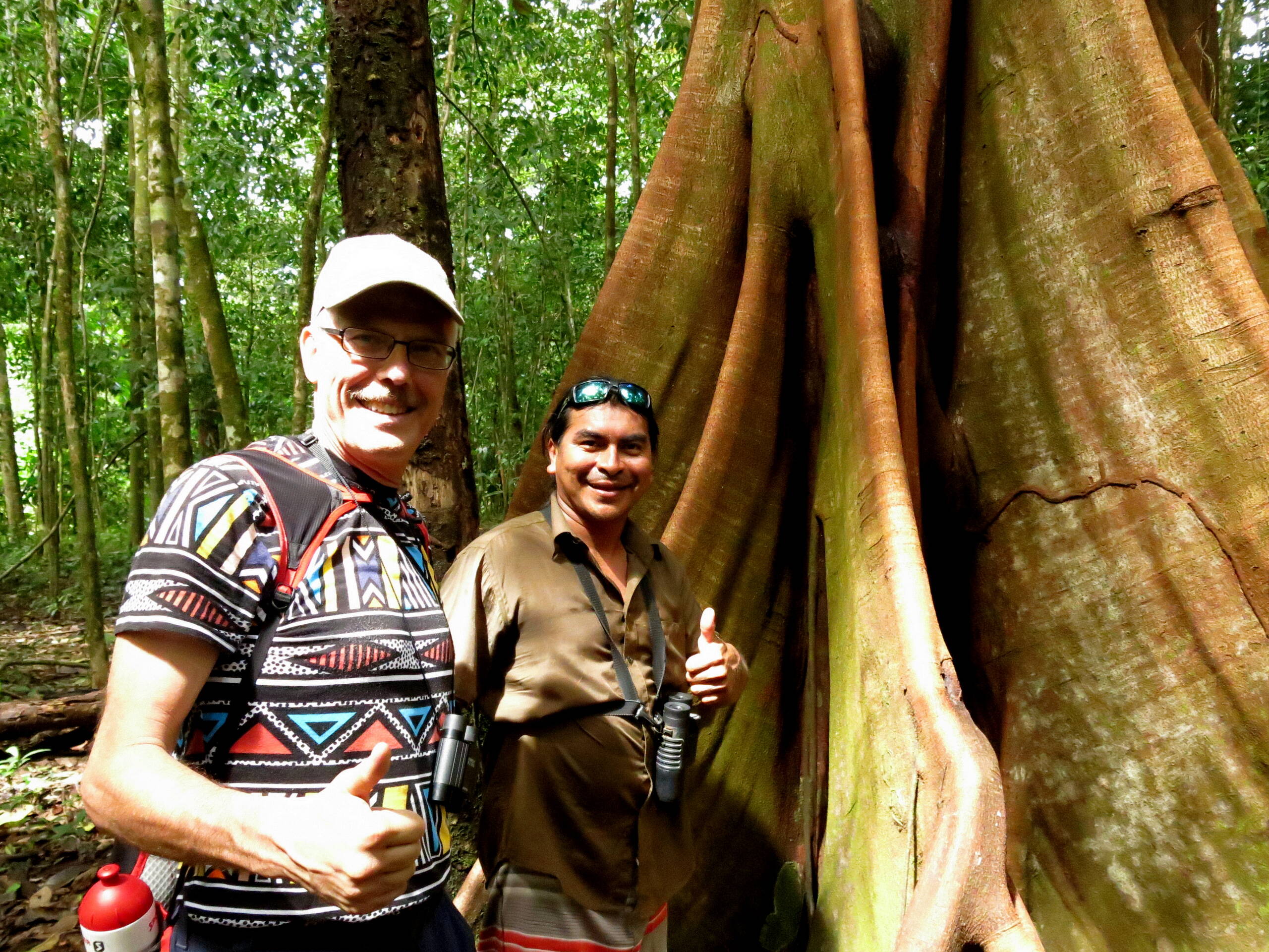 Feigenbaum mit Brettwurzeln, Corcovado Nationalpark