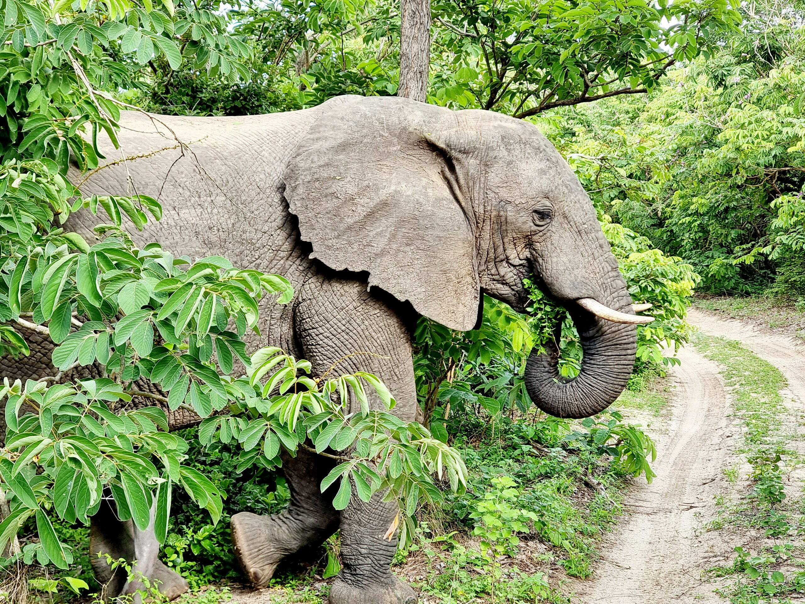 Elefant im Nyerere Nationalpark