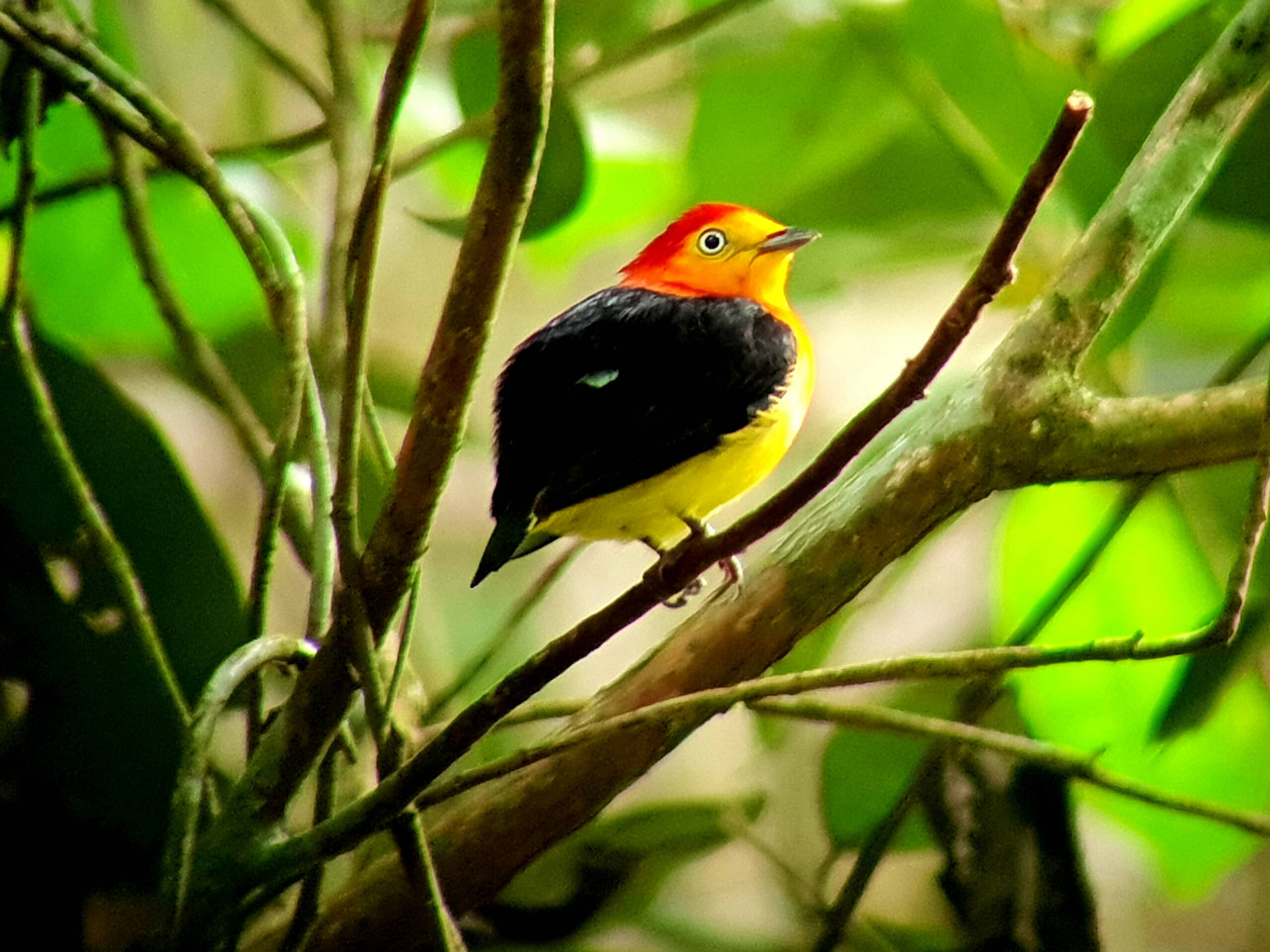Fauna im Tambopata Reservat, Amazonas Regenwald