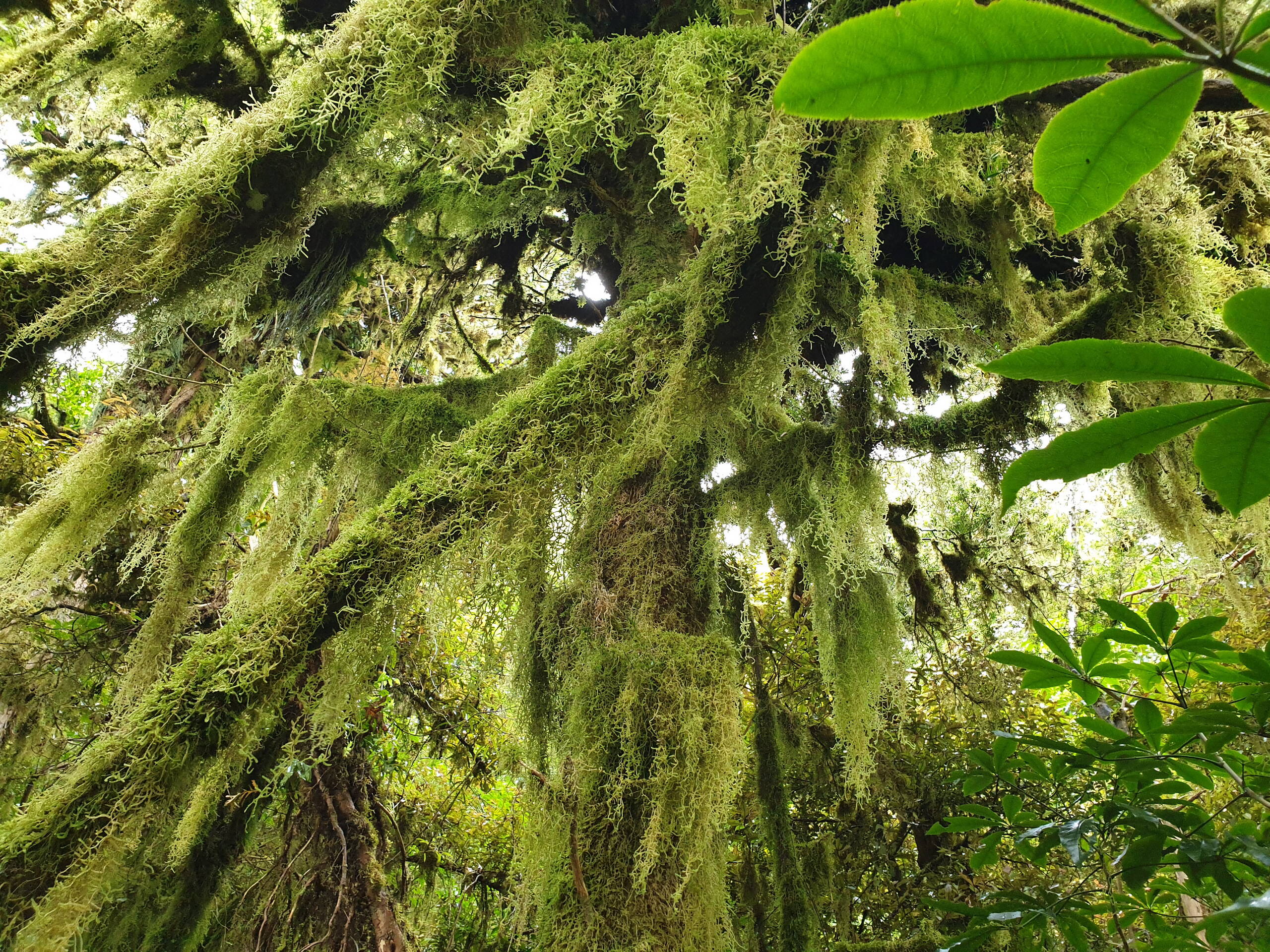 Bergnebel-Urwald, Taranaki Nationalpark