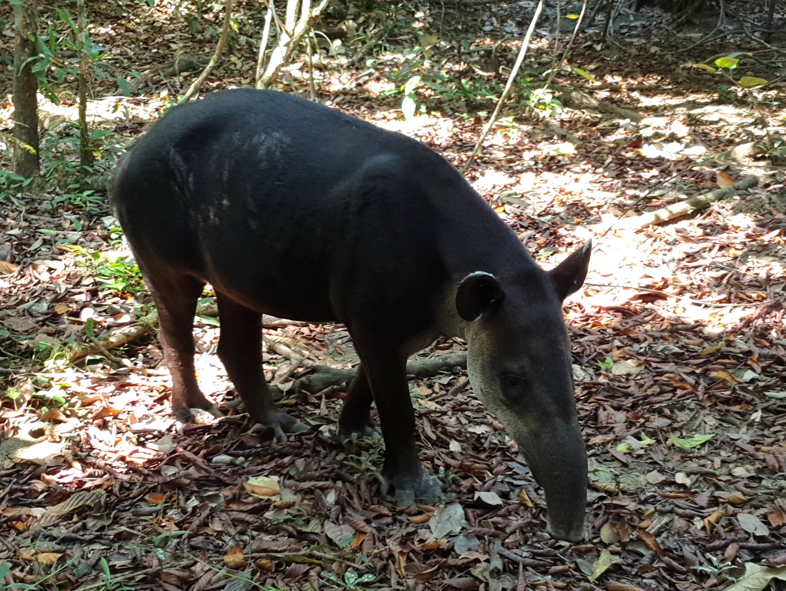 Tapir im Corcovado Nationalpark