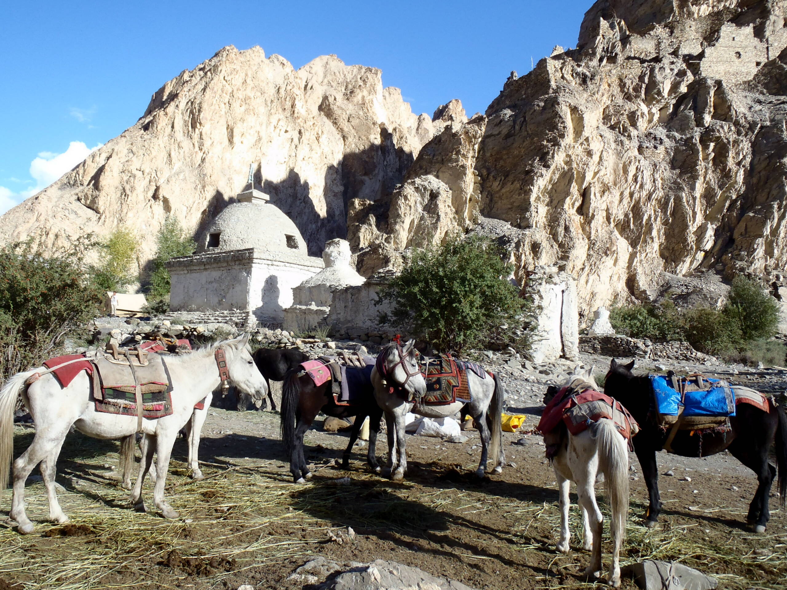 unsere Lasttiere in Skyu, Markha Valley