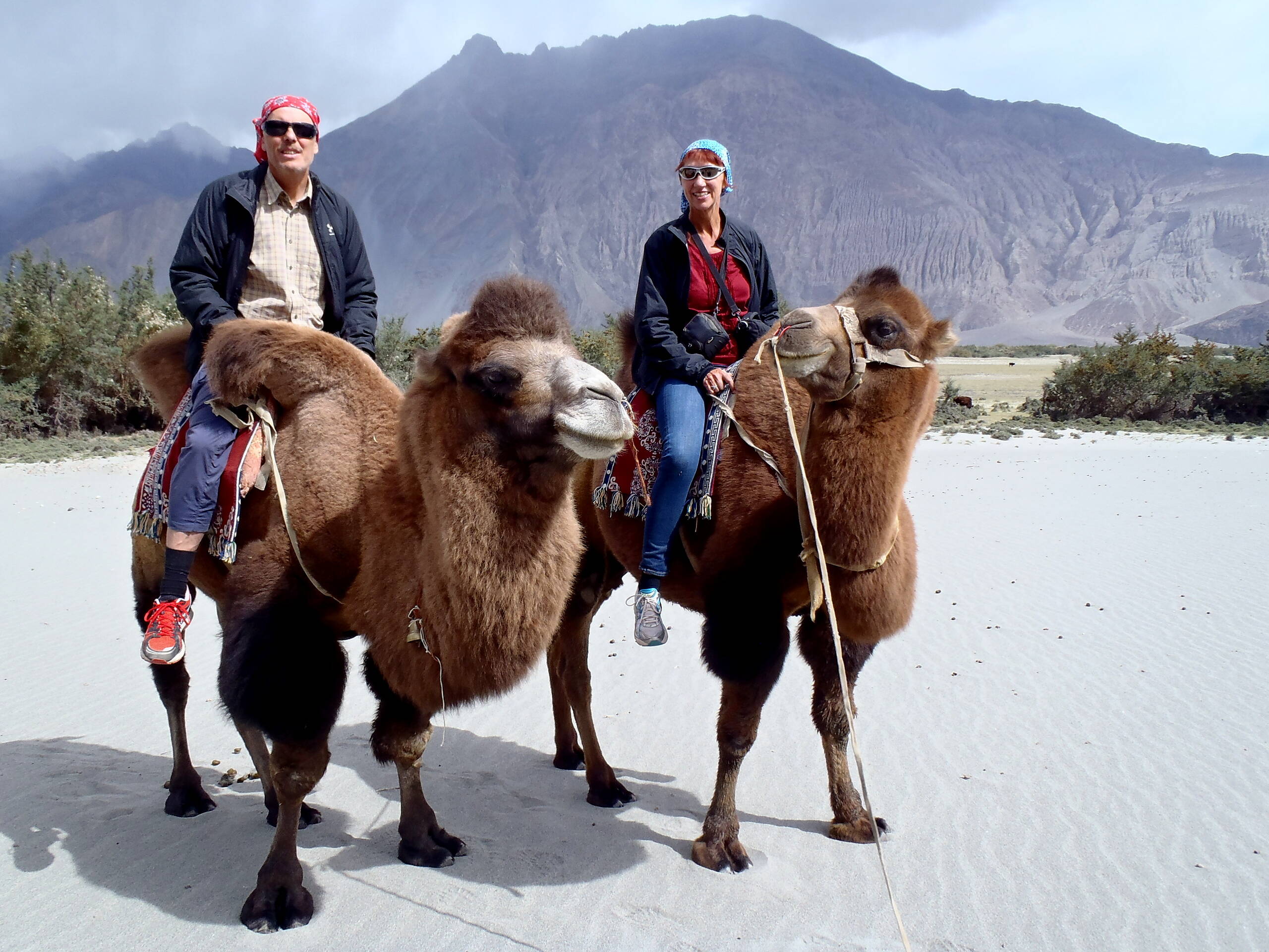 Reiten auf bakthrischen Kamelen im Nubra Valley