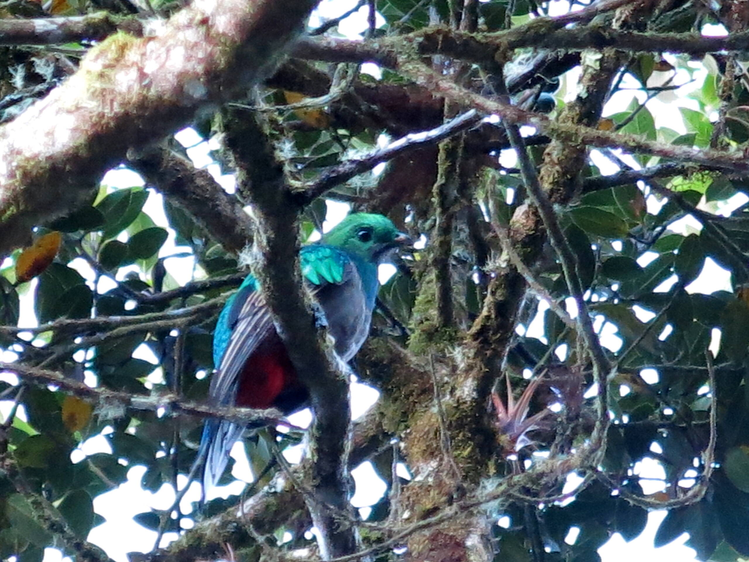 Quetzalweibchen, San Gerardo de Dota