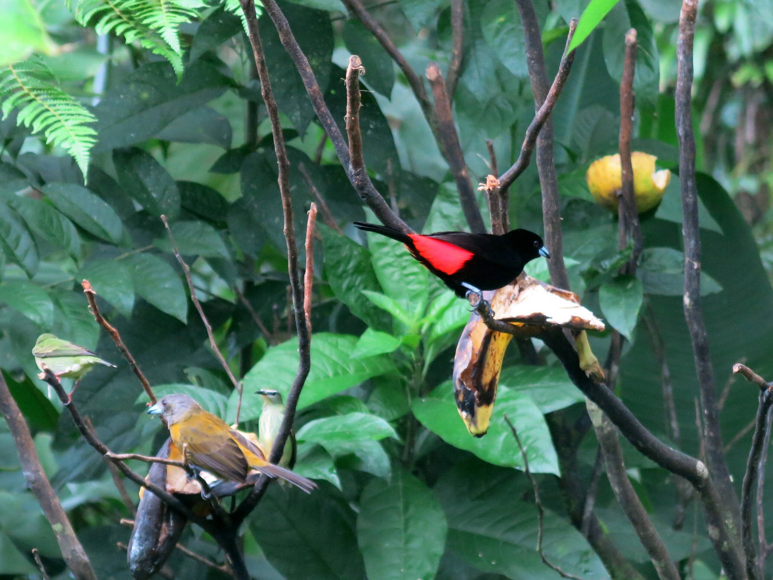 Tangare, Frühstücksveranda in La Fortuna