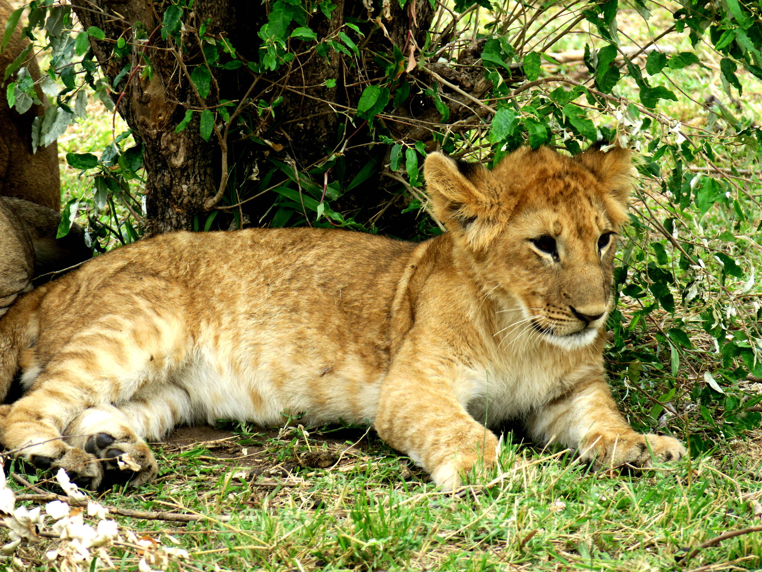 Junger "Simba" in der Serengeti