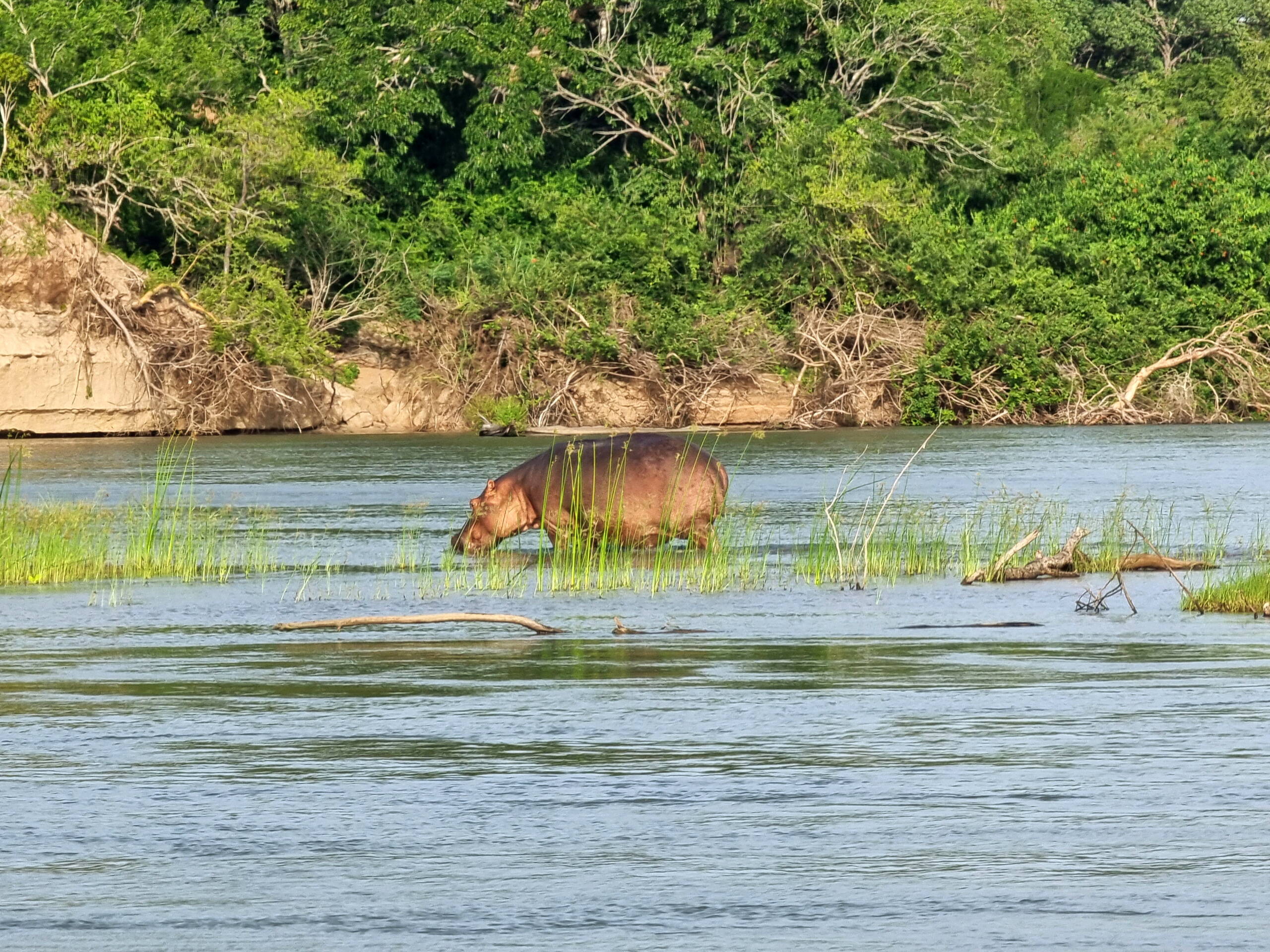 Nilpferd im Rufiji River