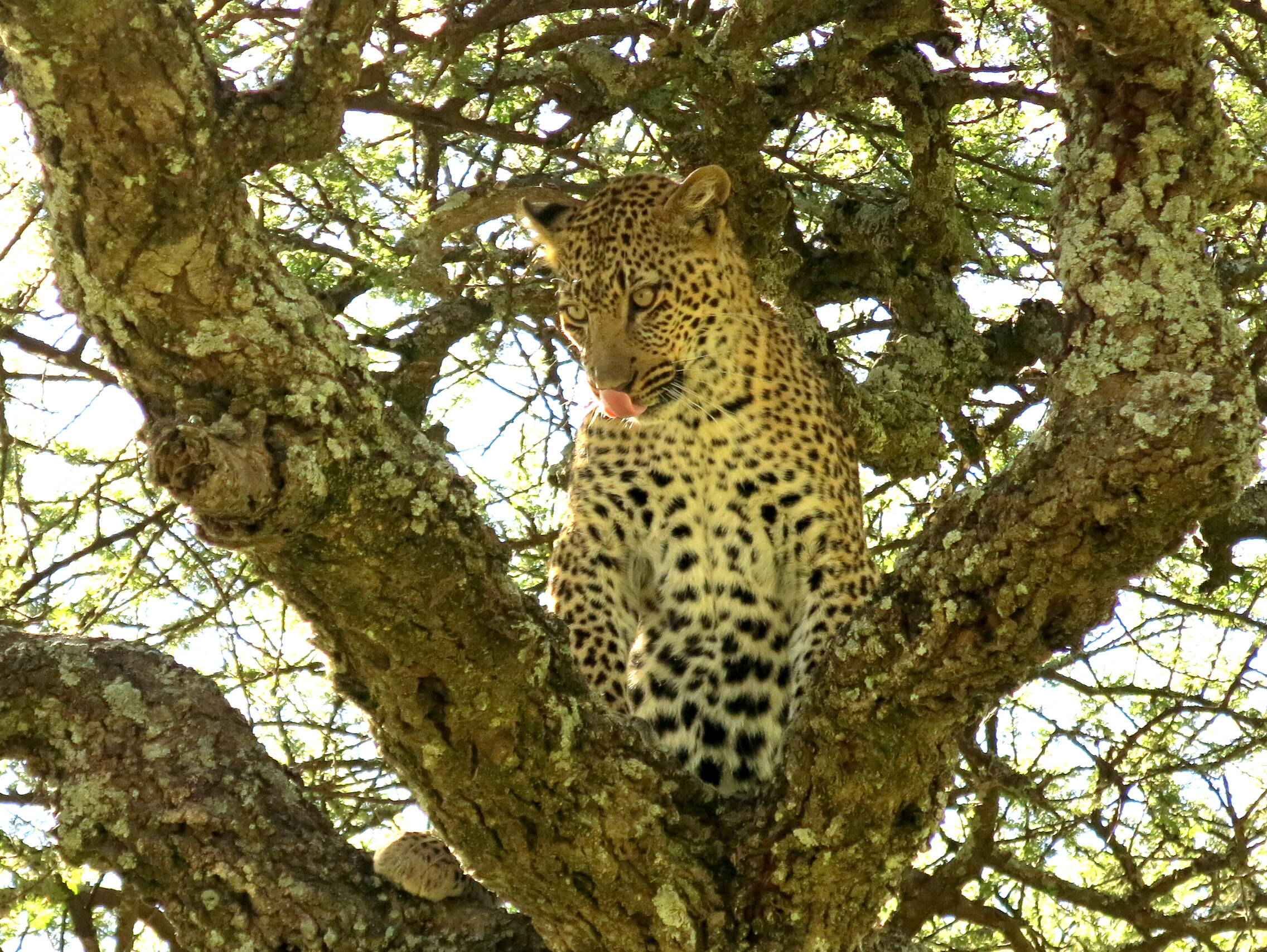 Leopard in der zentralen Serengeti