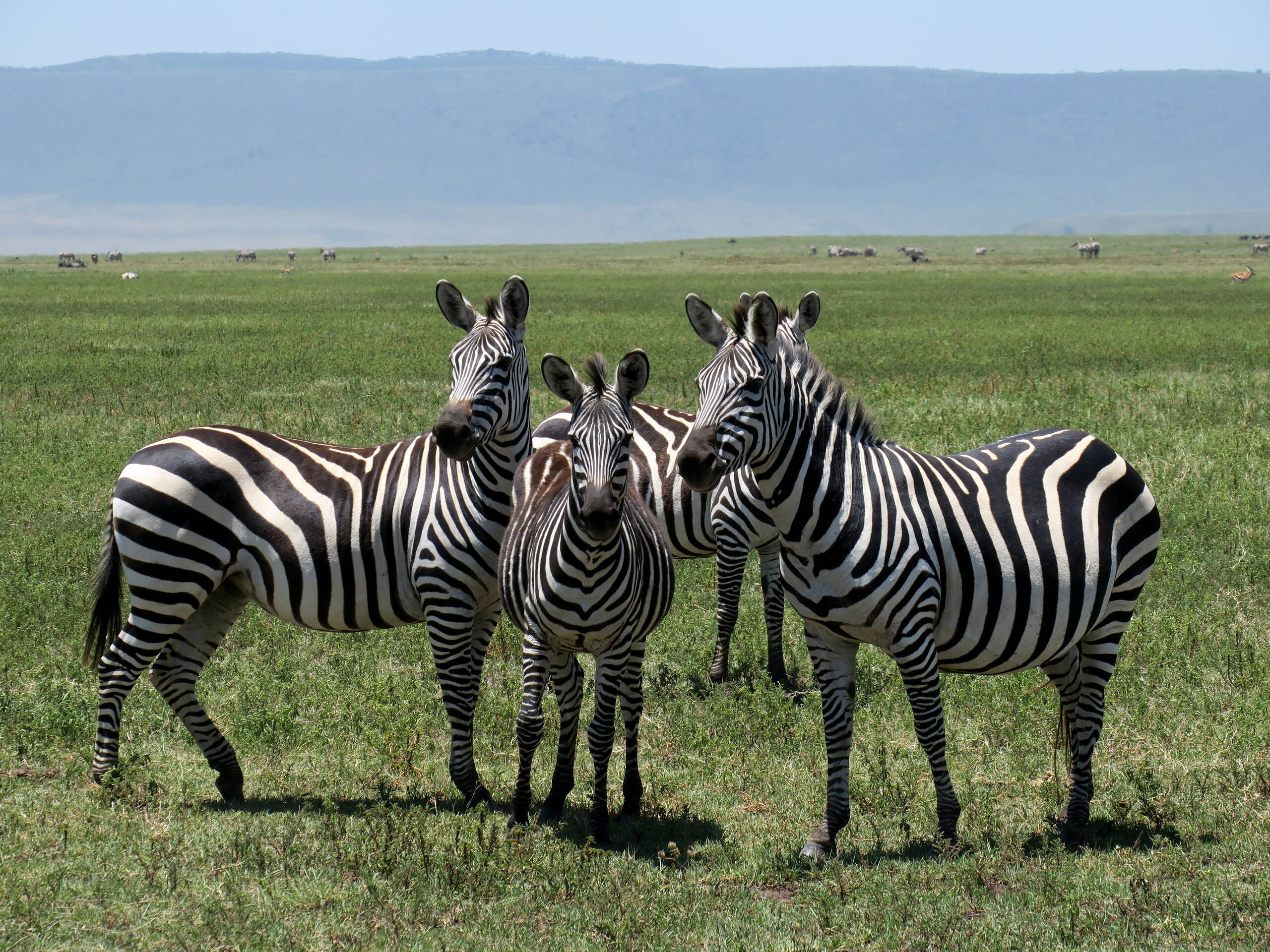 Steppenzebras im Ngorongoro Krater