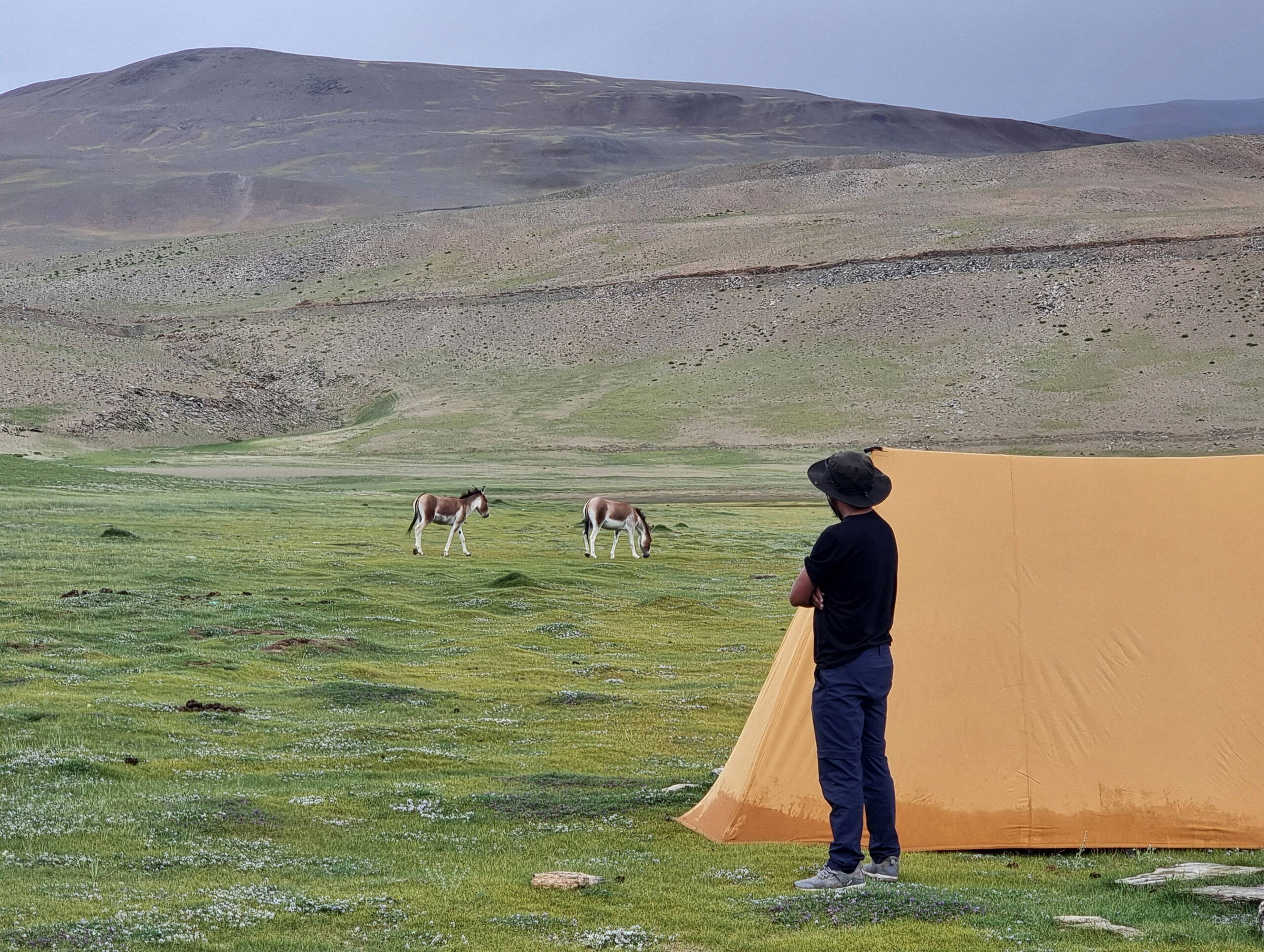 Wildesel unweit unseres Zeltcamps, Korzok