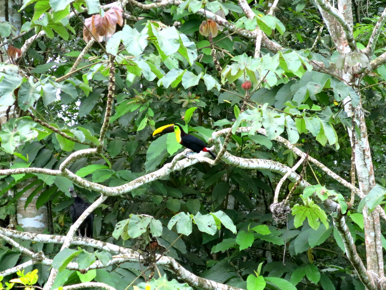 Tukan im Corcovado Nationalpark, Costa Rica