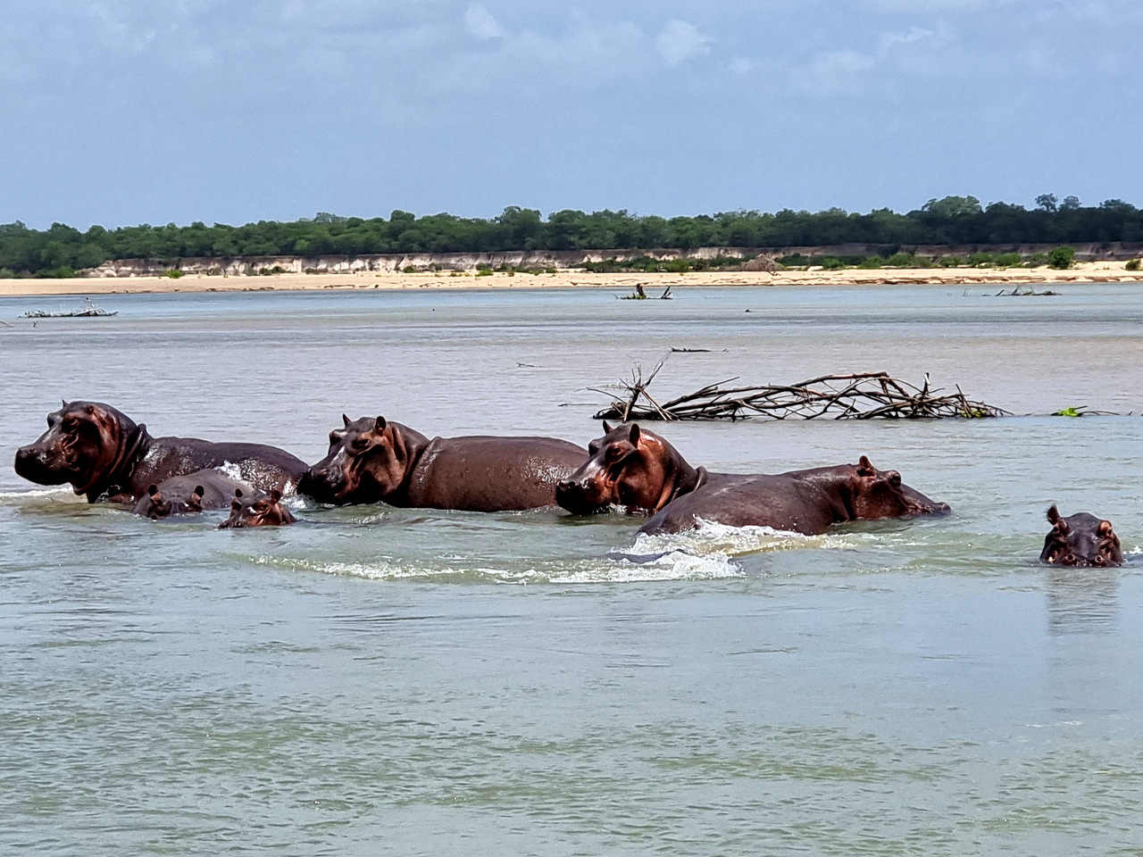 Nilpferdfamilie im Rufiji-River - Nyerere Nationalpark