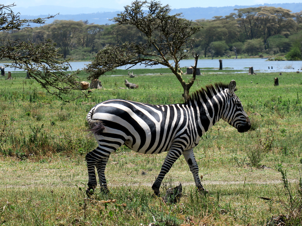 Zebra auf der Crescent Halbinsel, Naivasha Nationalpark