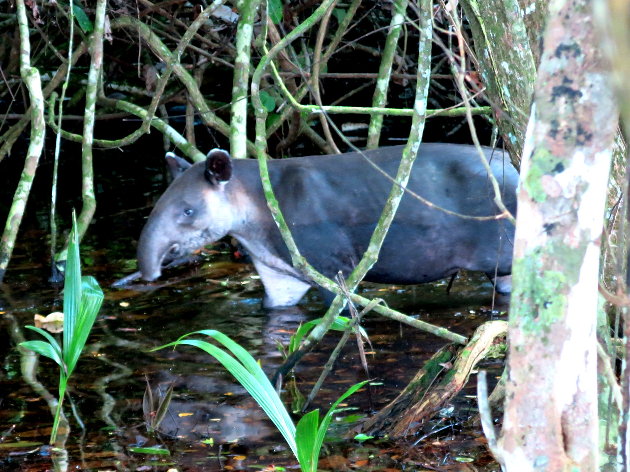 Tapir im Corcovado Nationalpark