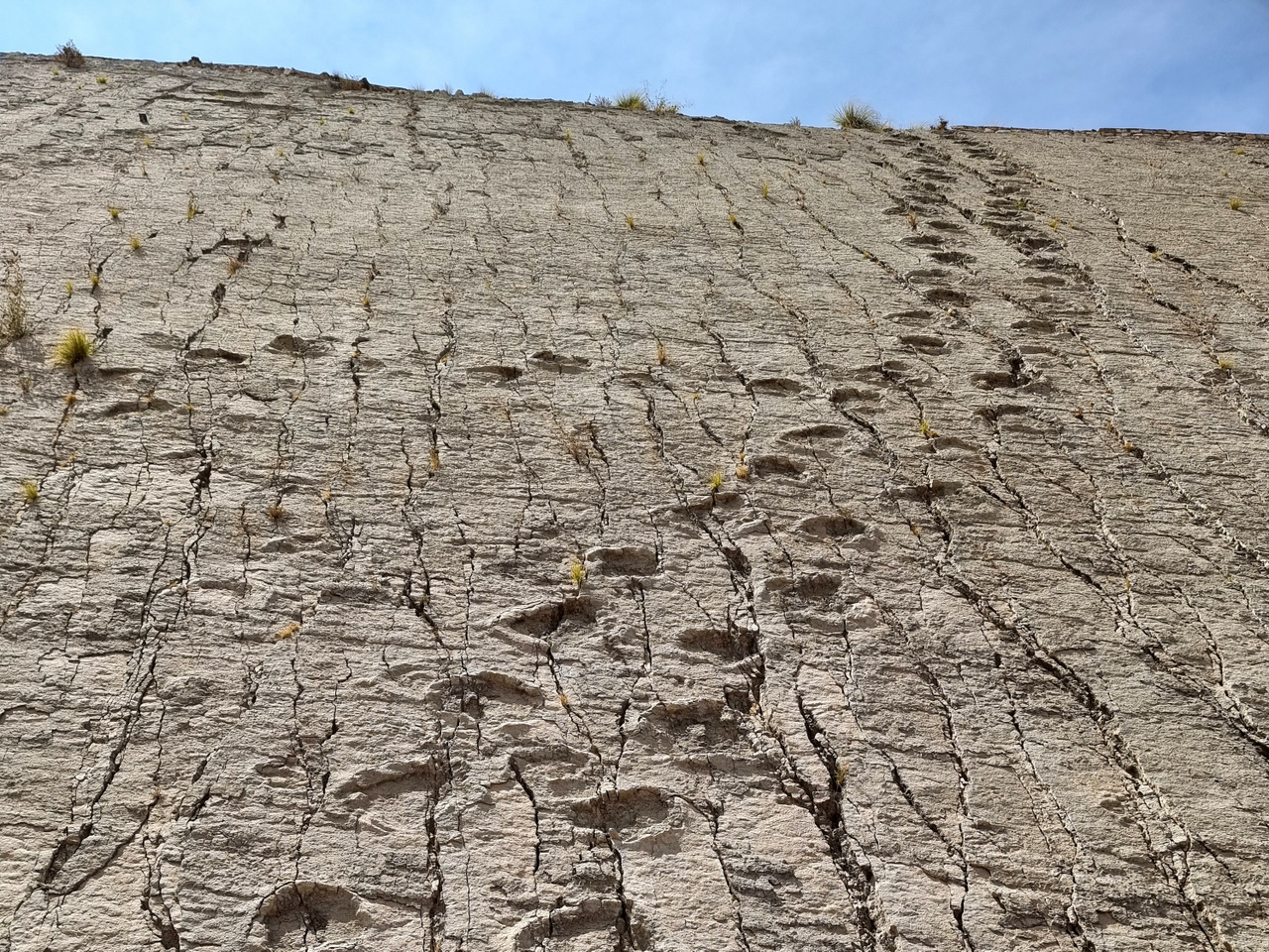 67 Millionen Jahre alte Dinosaurierspuren