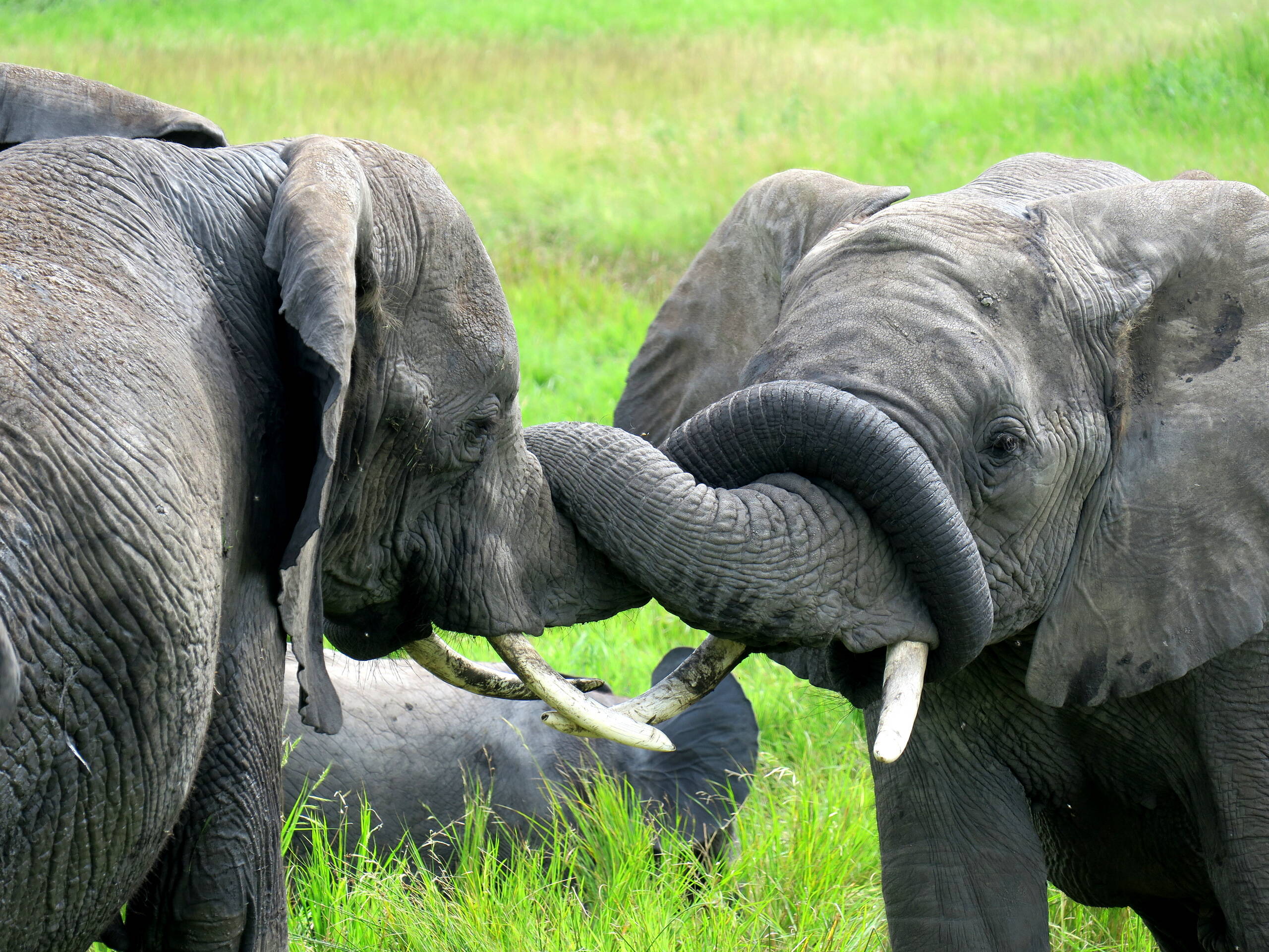 Impressionen Tiersafaris – FreitagTravel