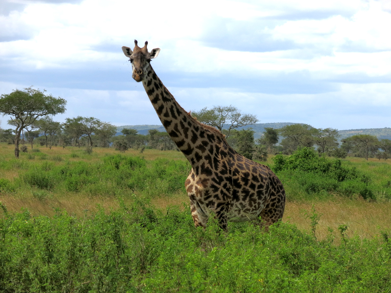 Massai-Giraffe in der Süd-Serengeti