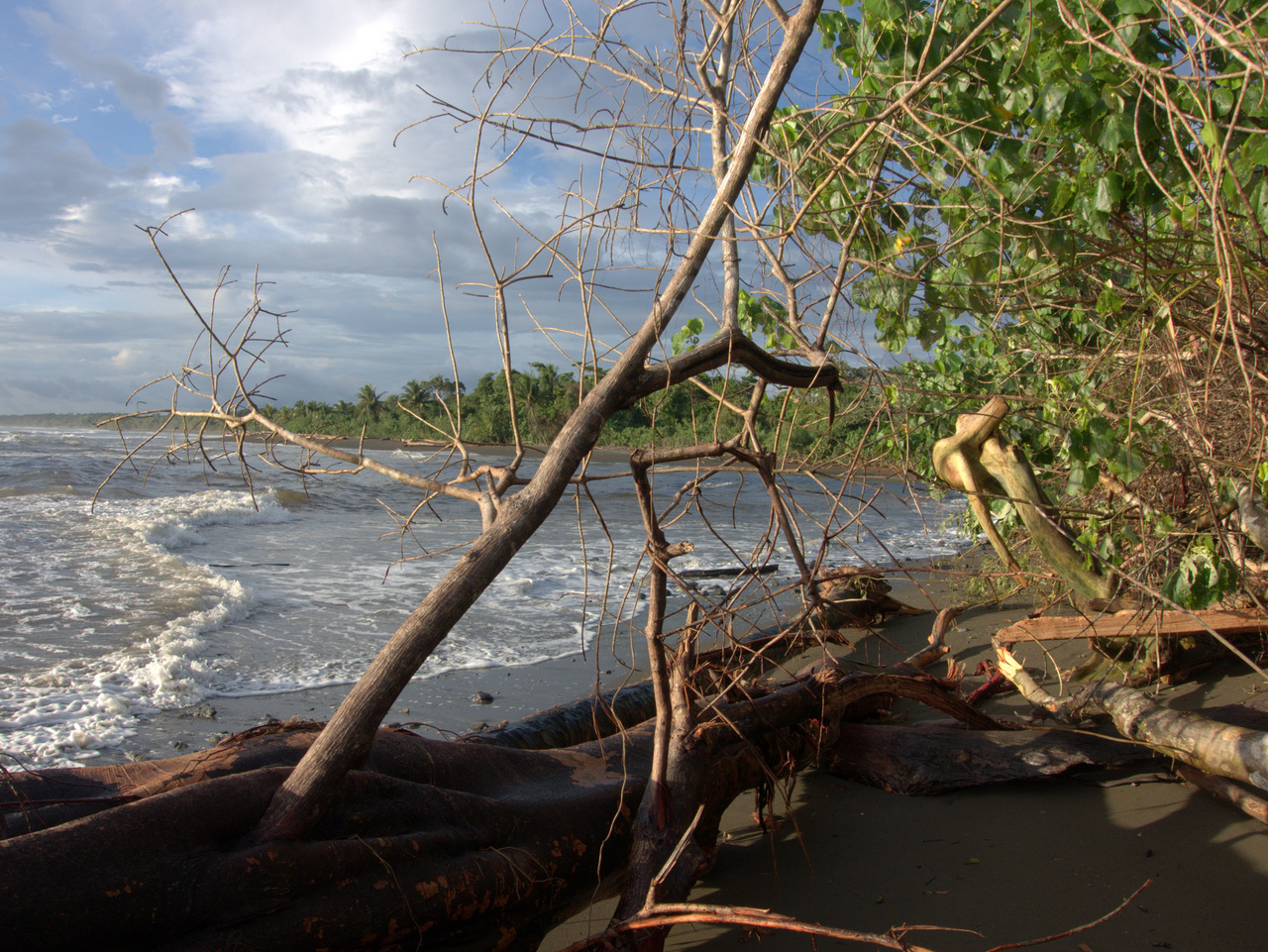 Dschungeldickicht, Corcovado Nationalpark