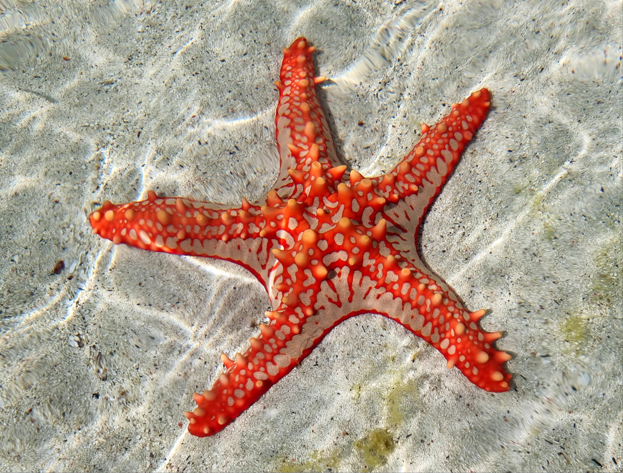 Seestern bei Ebbe - am Riff in Sansibar