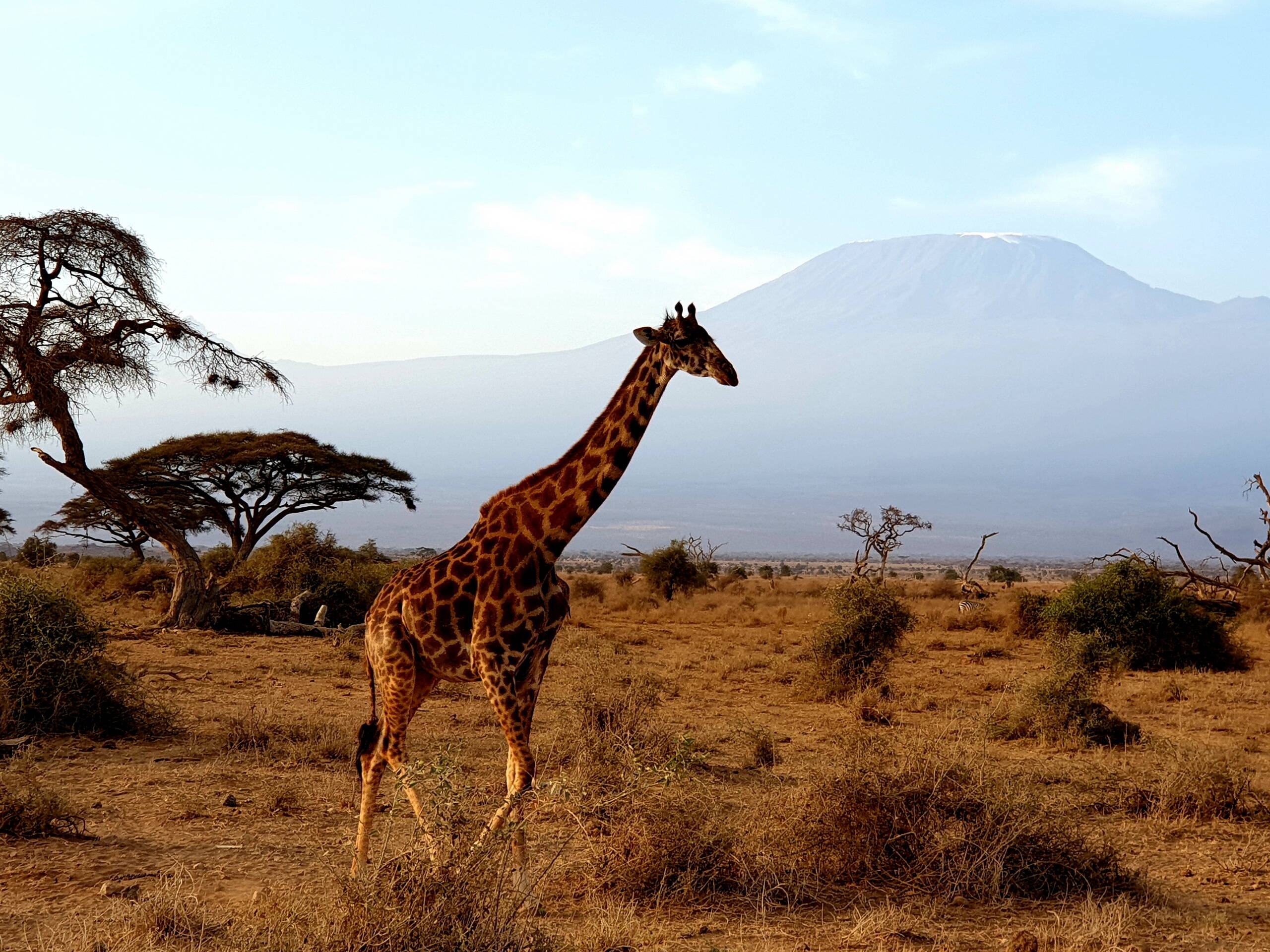 Kenia - Giraffe im Amboseli Nationalpark vor dem Kilimanjaro