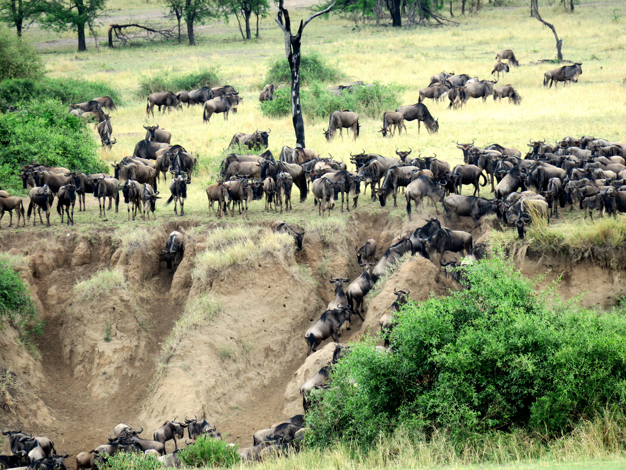 Grosse Tierwanderung am Mara River  Grosse Tierwanderung am Mara River
