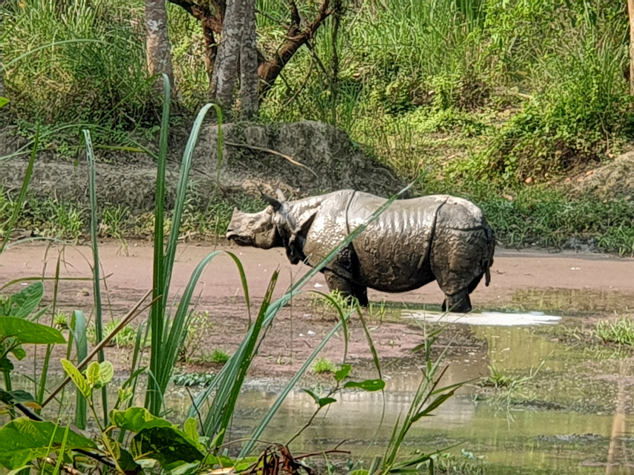 indisches Panzernashorn im Chitwan Nationalpark