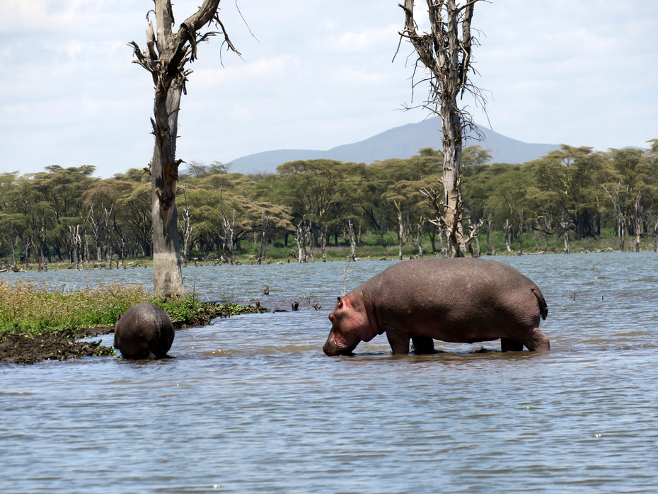 Flusspferde, Lake Naivasha