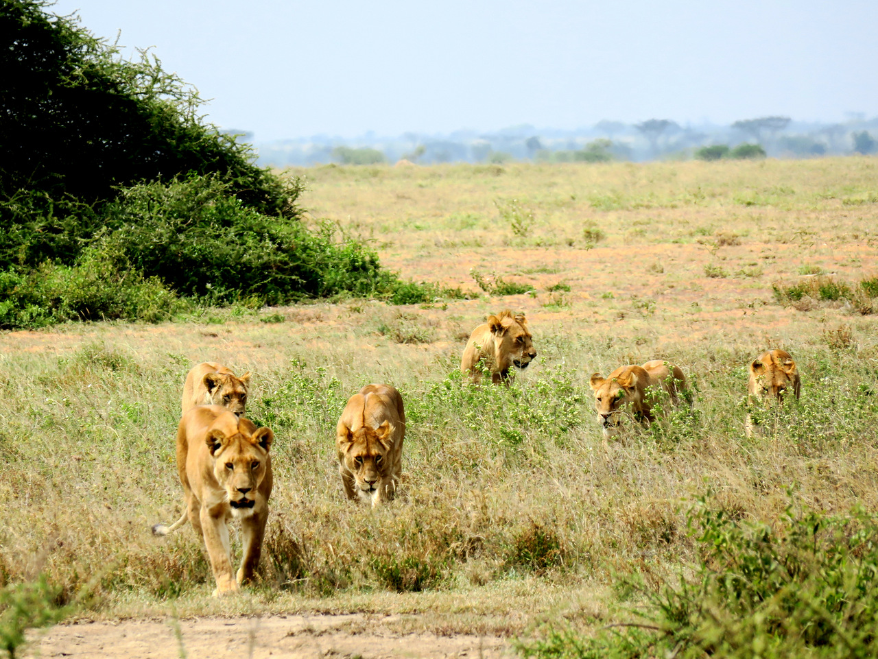 Hungriges Löwenrudel in der Serengeti Hungriges Löwenrudel in der Serengeti