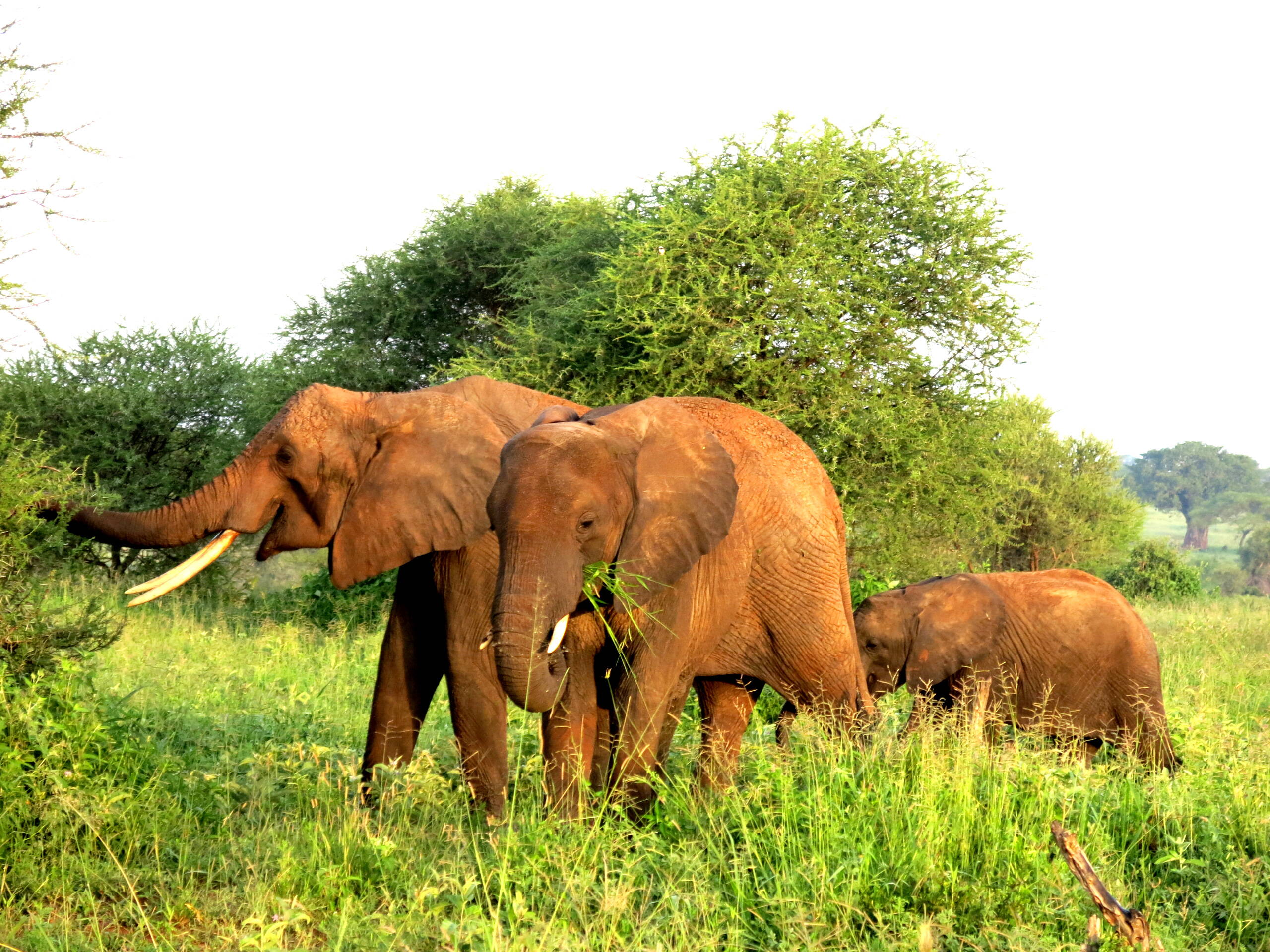 Tansania-Impressionen – FreitagTravel